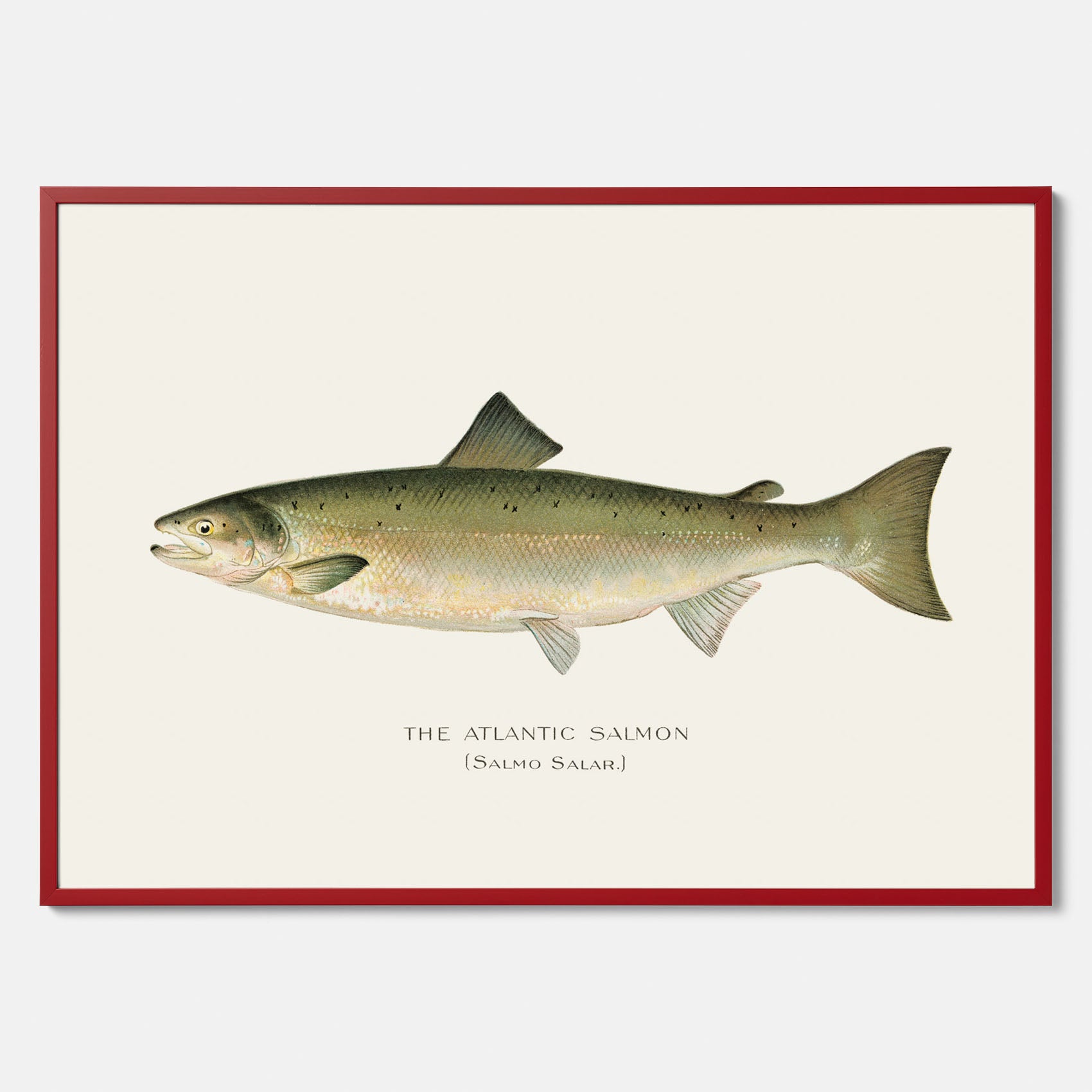 Kökstavla med Atlantlax poster – Plansch med fisk, fiskposter, tavla med fisk, poster till kök, köksposter, tavla till kök