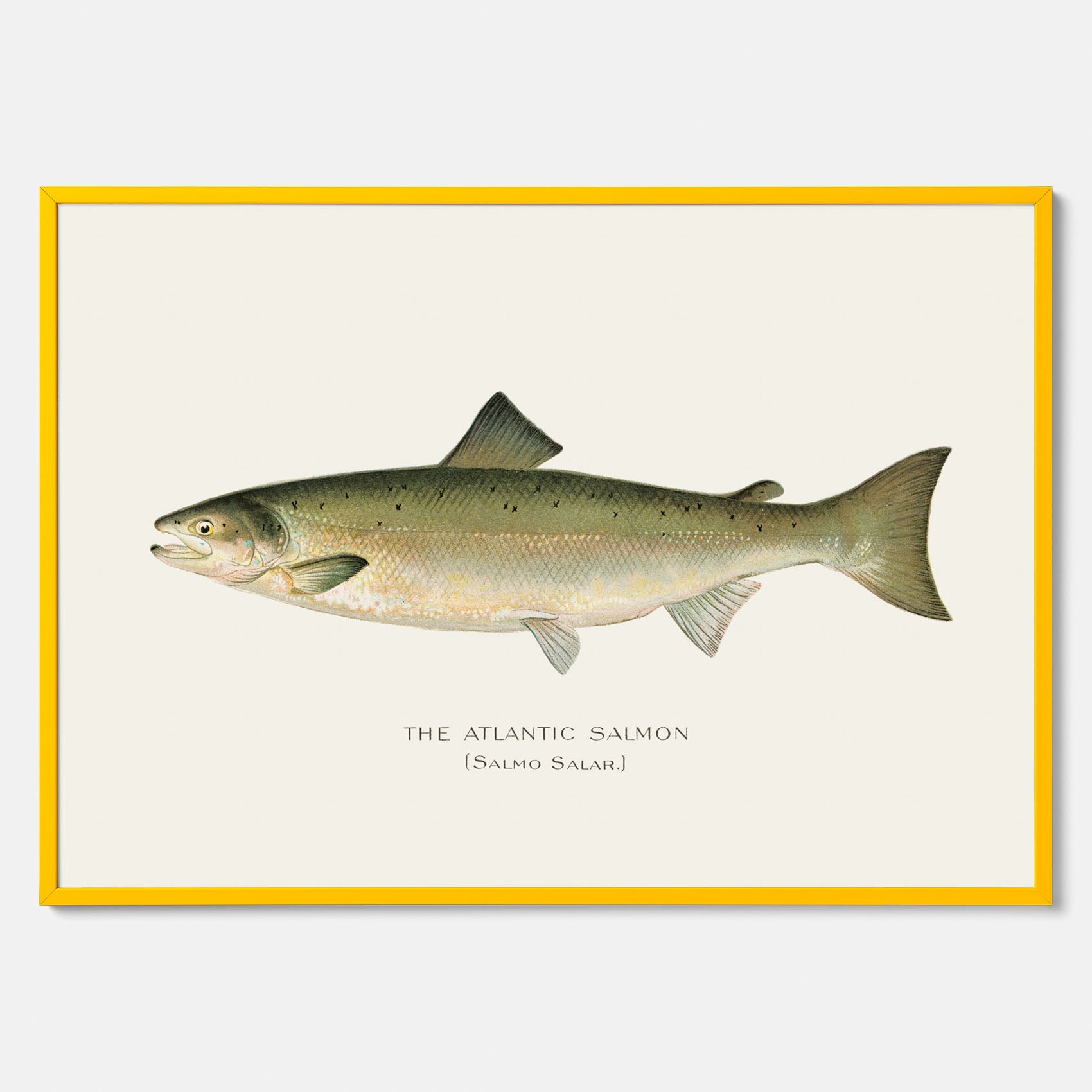 Kökstavla med Atlantlax poster – Plansch med fisk, fiskposter, tavla med fisk, poster till kök, köksposter, tavla till kök
