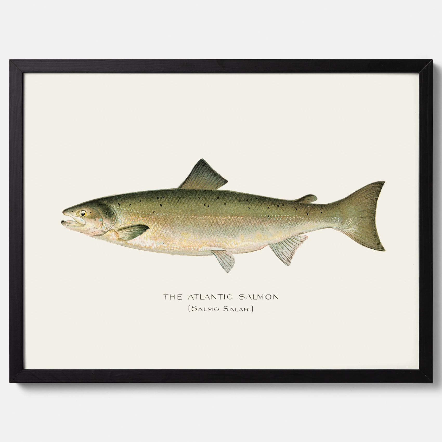 Kökstavla med Atlantlax poster – Plansch med fisk, fiskposter, tavla med fisk, poster till kök, köksposter, tavla till kök