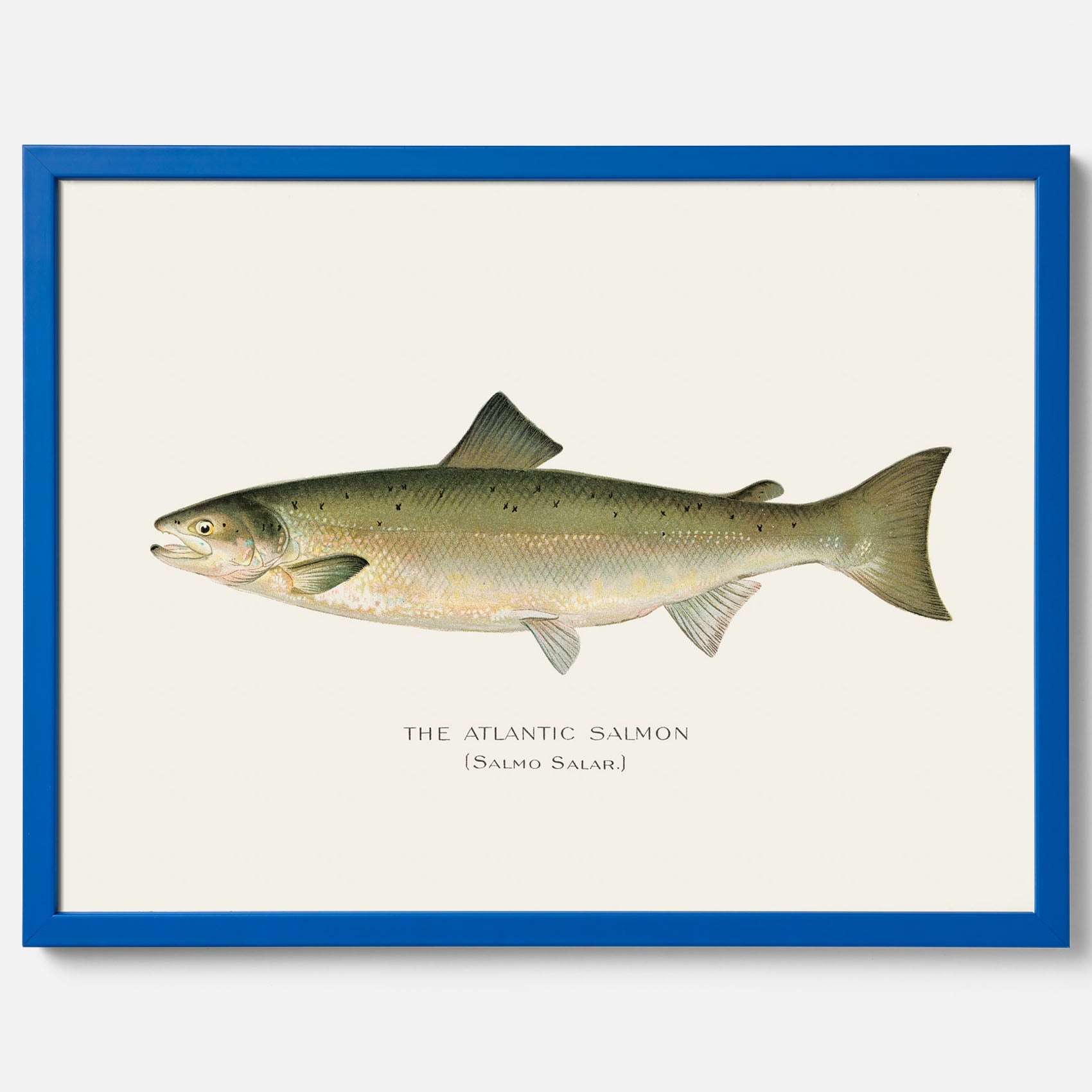 Kökstavla med Atlantlax poster – Plansch med fisk, fiskposter, tavla med fisk, poster till kök, köksposter, tavla till kök
