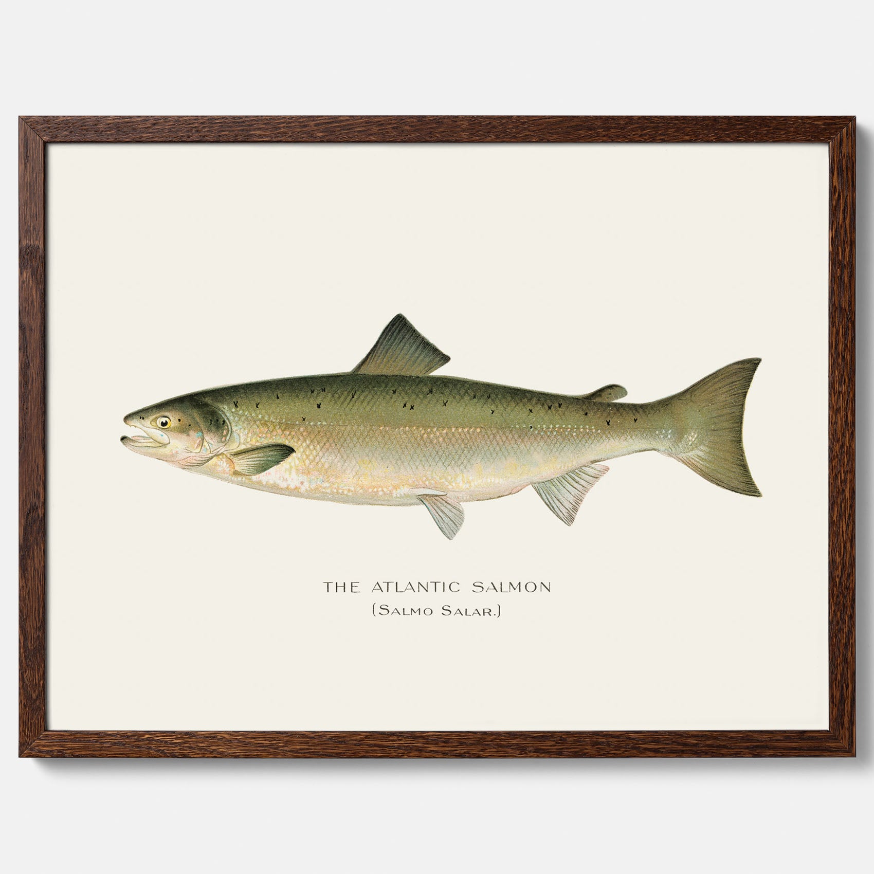 Kökstavla med Atlantlax poster – Plansch med fisk, fiskposter, tavla med fisk, poster till kök, köksposter, tavla till kök