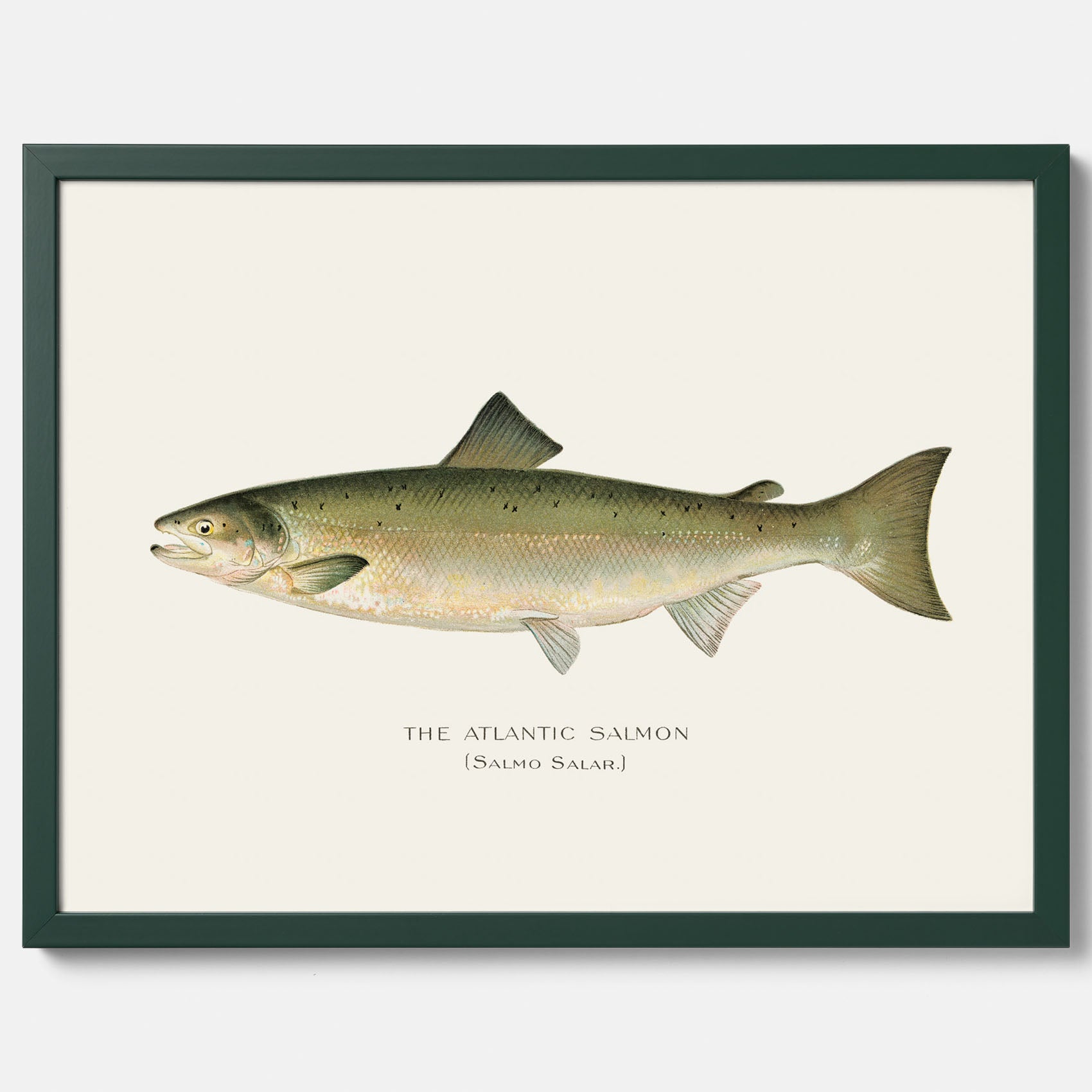 Kökstavla med Atlantlax poster – Plansch med fisk, fiskposter, tavla med fisk, poster till kök, köksposter, tavla till kök