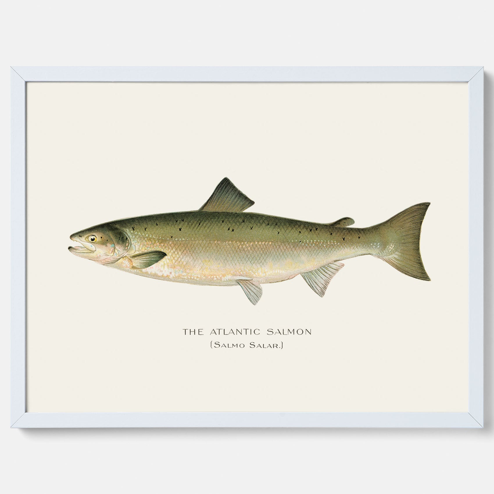 Kökstavla med Atlantlax poster – Plansch med fisk, fiskposter, tavla med fisk, poster till kök, köksposter, tavla till kök