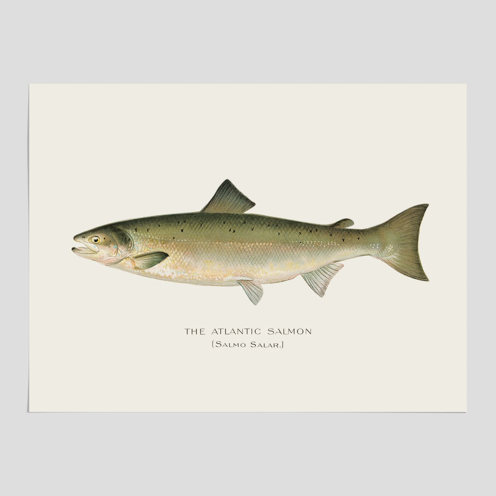 Kökstavla med Atlantlax poster – Plansch med fisk, fiskposter, tavla med fisk, poster till kök, köksposter, tavla till kök