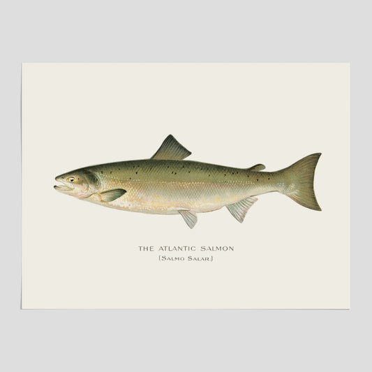 Atlantlax poster – Plansch med fisk, fiskposter, tavla med fisk