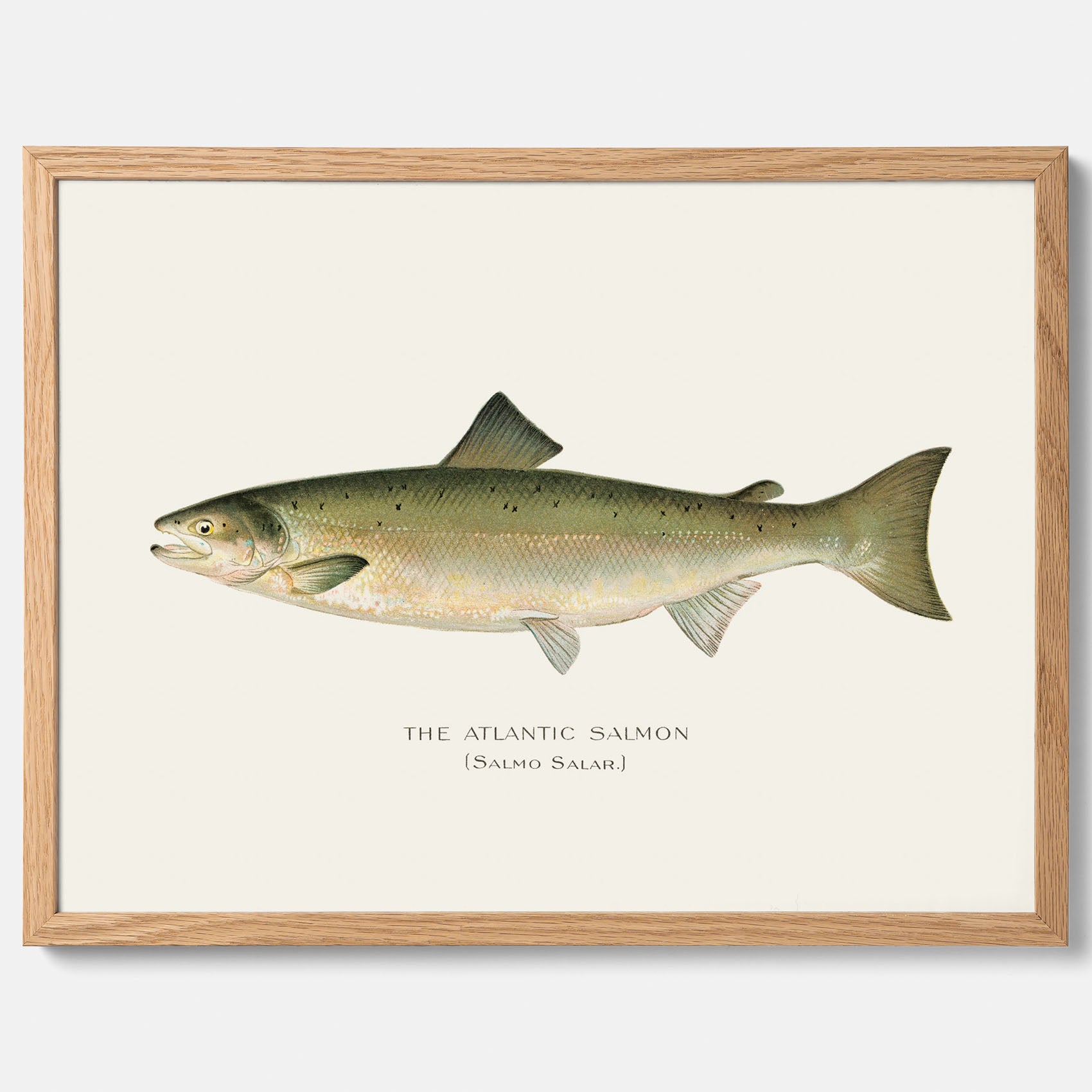 Kökstavla med Atlantlax poster – Plansch med fisk, fiskposter, tavla med fisk, poster till kök, köksposter, tavla till kök