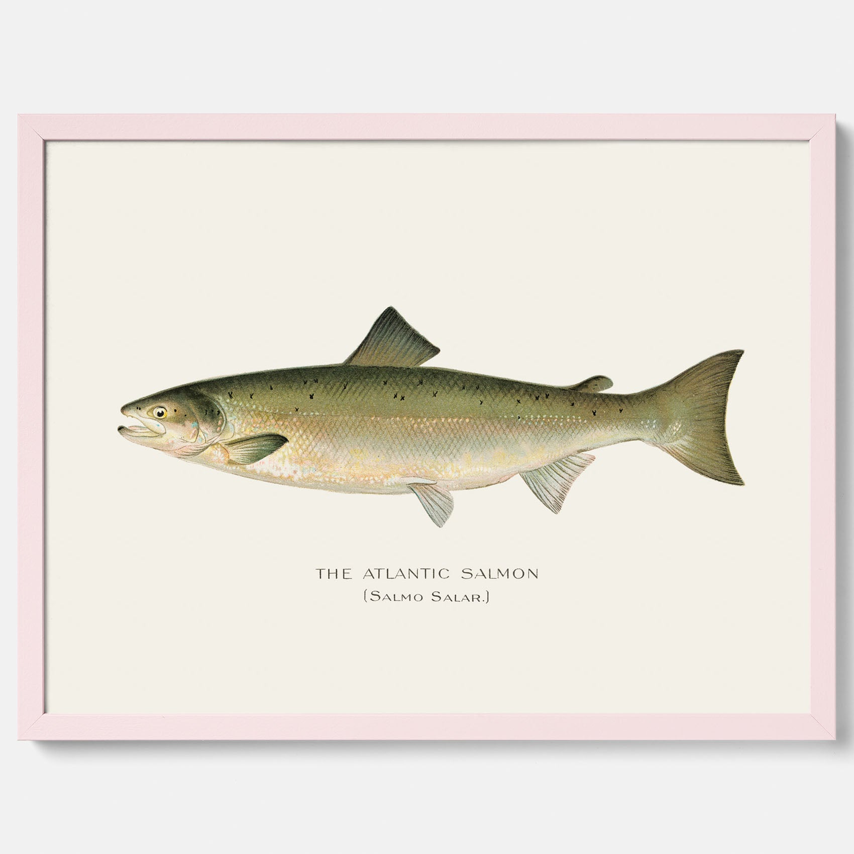 Kökstavla med Atlantlax poster – Plansch med fisk, fiskposter, tavla med fisk, poster till kök, köksposter, tavla till kök