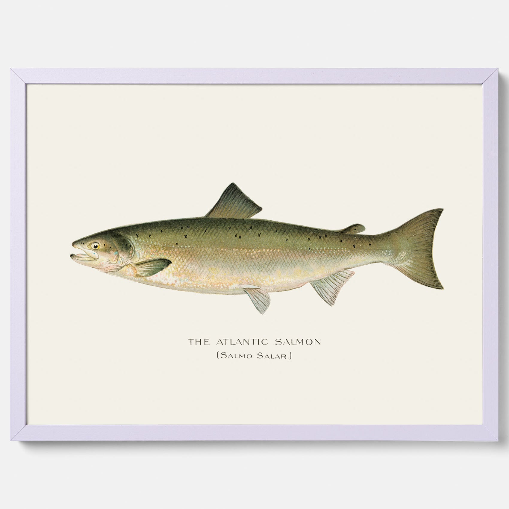 Kökstavla med Atlantlax poster – Plansch med fisk, fiskposter, tavla med fisk, poster till kök, köksposter, tavla till kök
