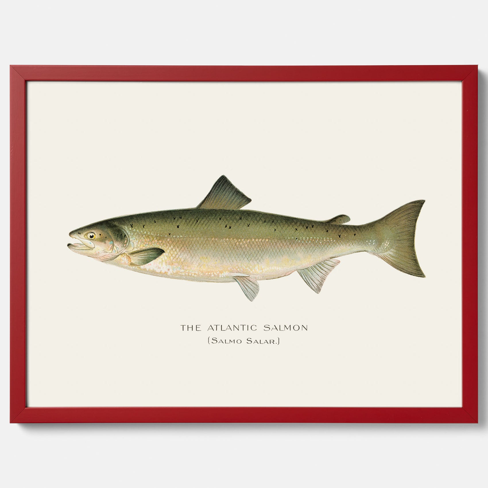 Kökstavla med Atlantlax poster – Plansch med fisk, fiskposter, tavla med fisk, poster till kök, köksposter, tavla till kök