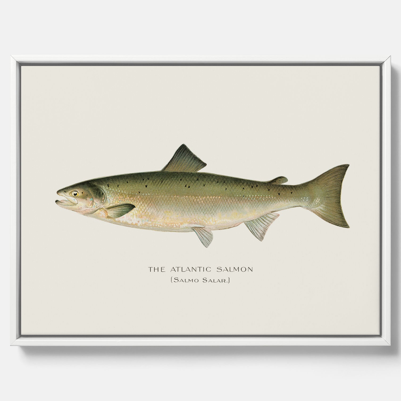 Kökstavla med Atlantlax canvas – Plansch med fisk, fiskposter, tavla med fisk, poster till kök, köksposter, tavla till kök