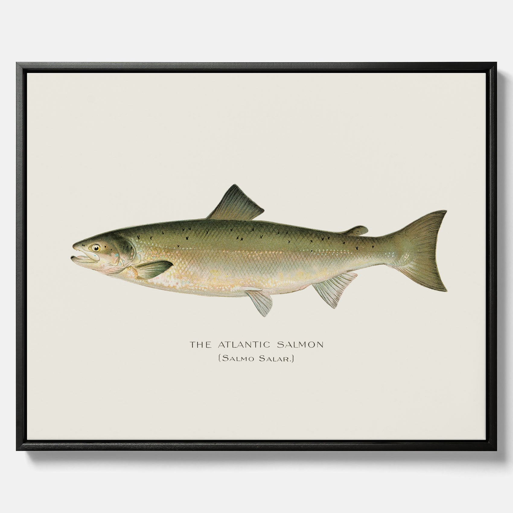 Kökstavla med Atlantlax canvas – Plansch med fisk, fiskposter, tavla med fisk, poster till kök, köksposter, tavla till kök
