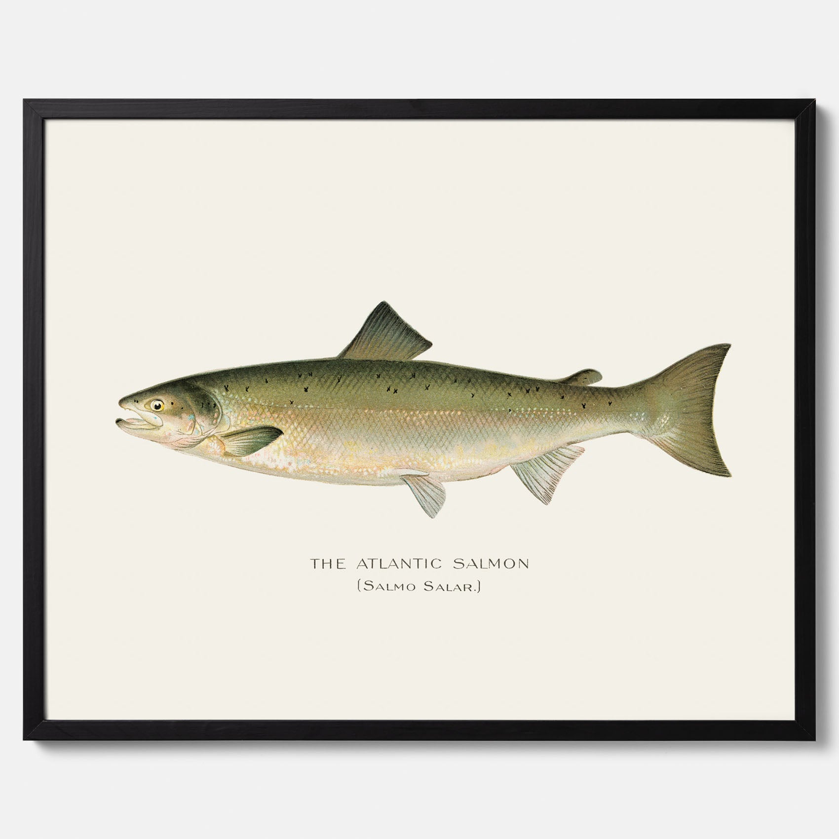 Kökstavla med Atlantlax poster – Plansch med fisk, fiskposter, tavla med fisk, poster till kök, köksposter, tavla till kök