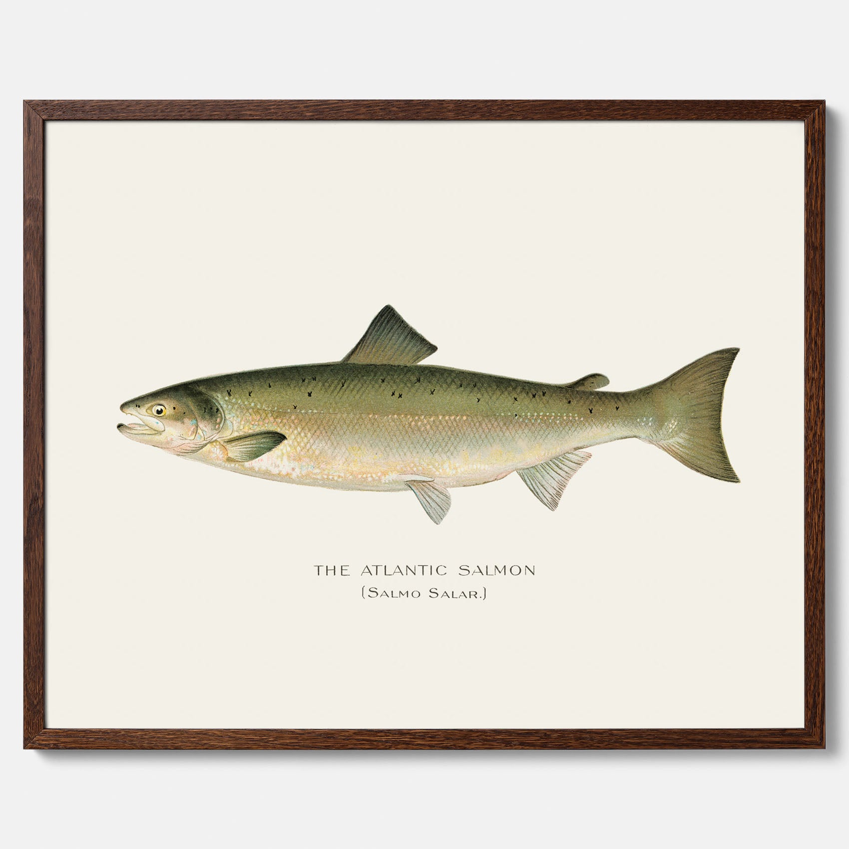 Kökstavla med Atlantlax poster – Plansch med fisk, fiskposter, tavla med fisk, poster till kök, köksposter, tavla till kök