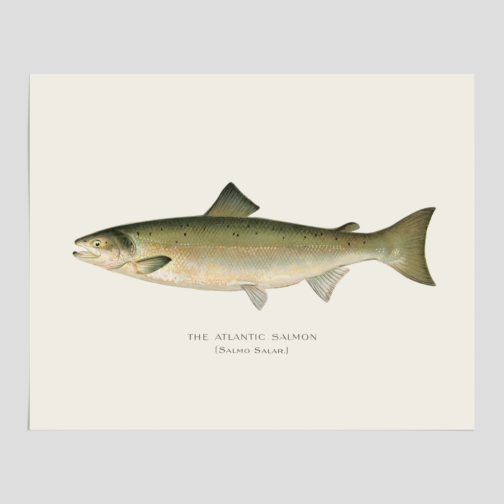 Kökstavla med Atlantlax poster – Plansch med fisk, fiskposter, tavla med fisk, poster till kök, köksposter, tavla till kök