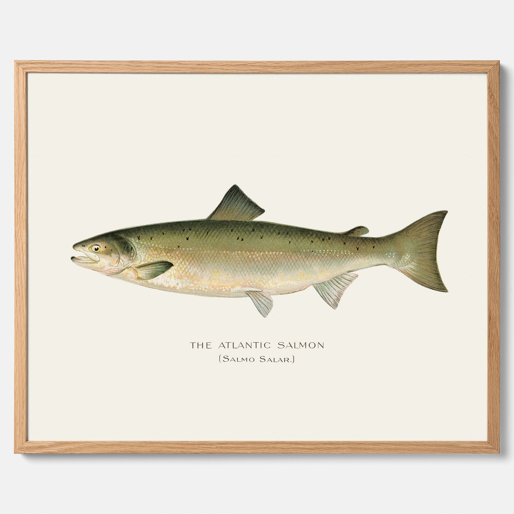 Kökstavla med Atlantlax poster – Plansch med fisk, fiskposter, tavla med fisk, poster till kök, köksposter, tavla till kök