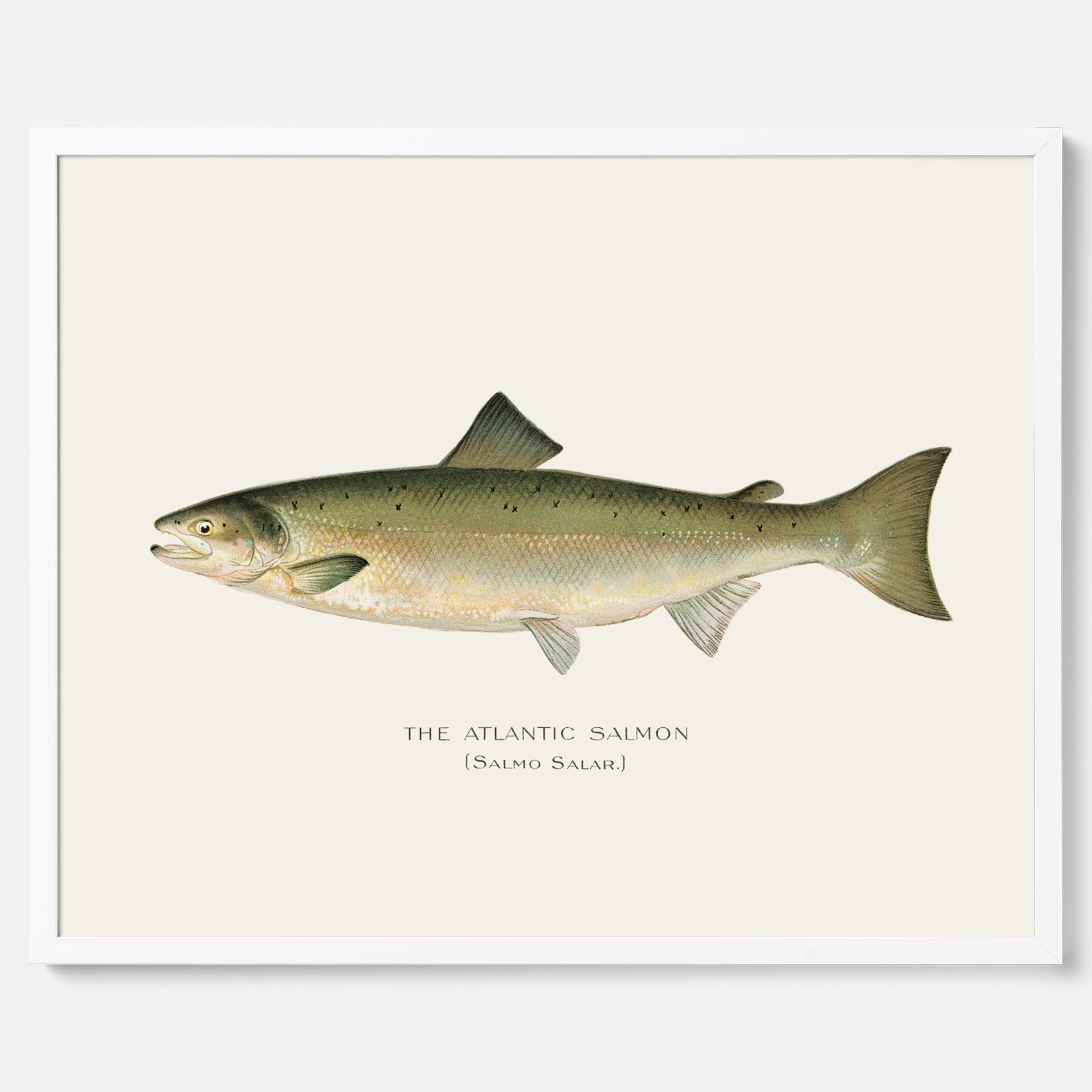 Kökstavla med Atlantlax poster – Plansch med fisk, fiskposter, tavla med fisk, poster till kök, köksposter, tavla till kök