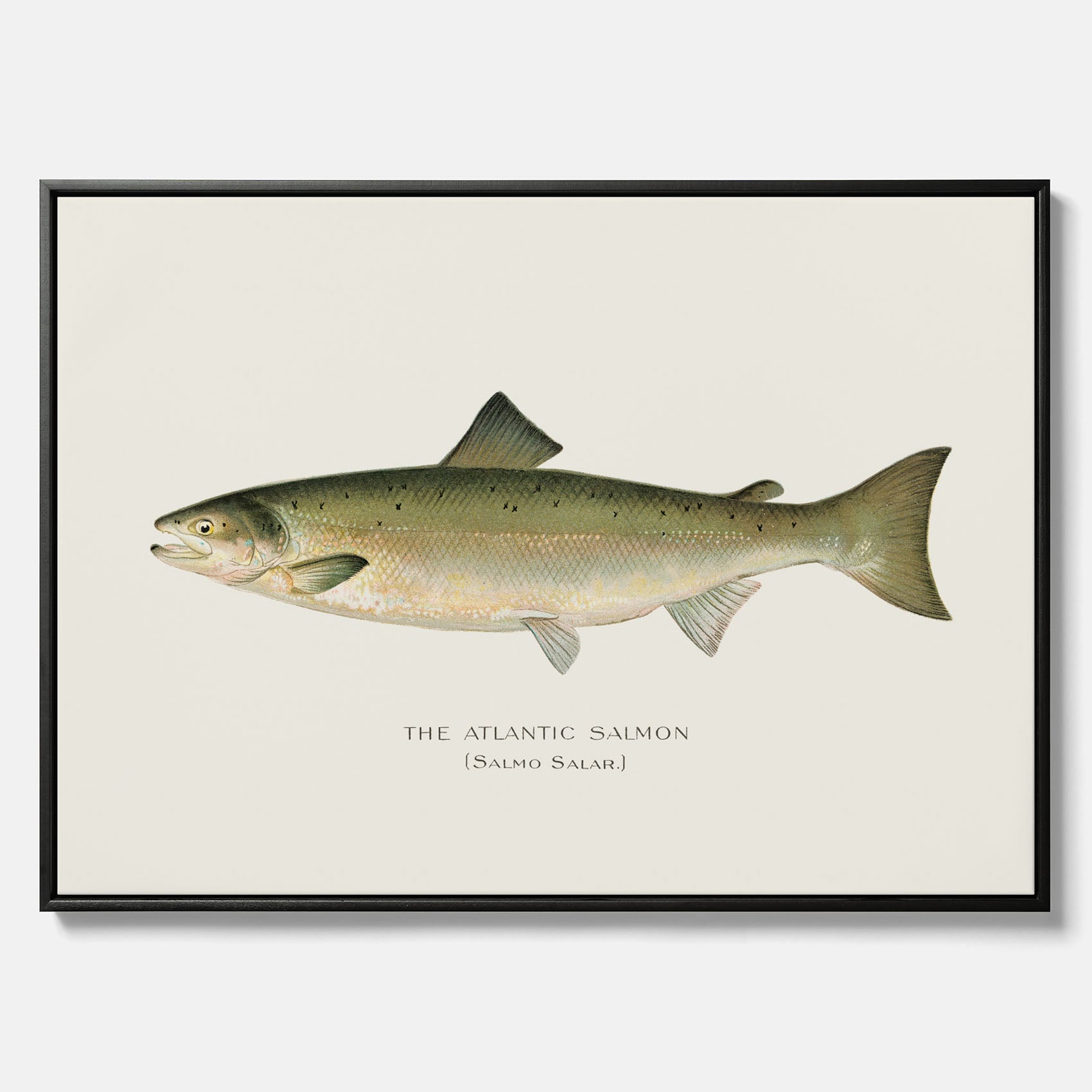 Kökstavla med Atlantlax canvas – Plansch med fisk, fiskposter, tavla med fisk, poster till kök, köksposter, tavla till kök