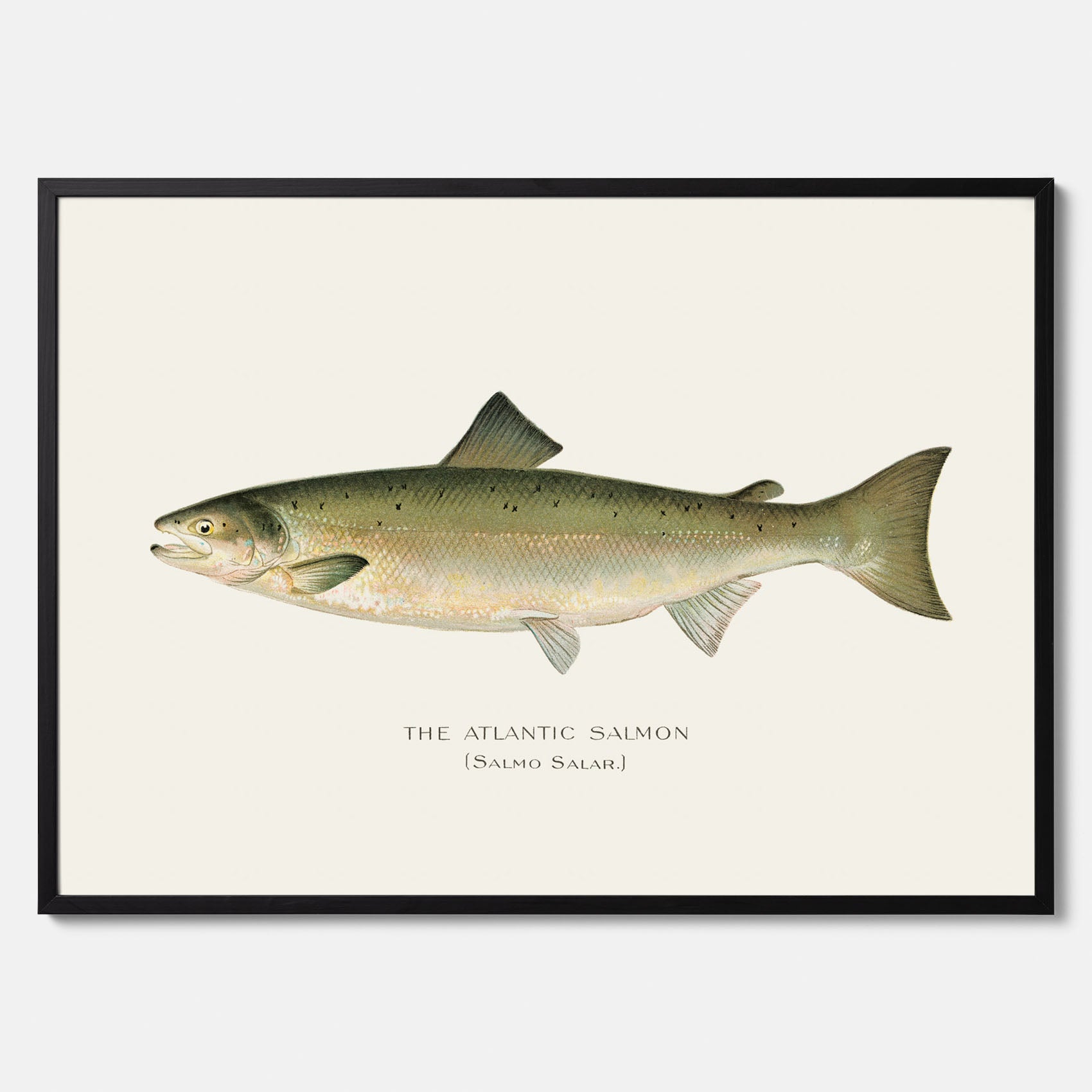 Kökstavla med Atlantlax poster – Plansch med fisk, fiskposter, tavla med fisk, poster till kök, köksposter, tavla till kök
