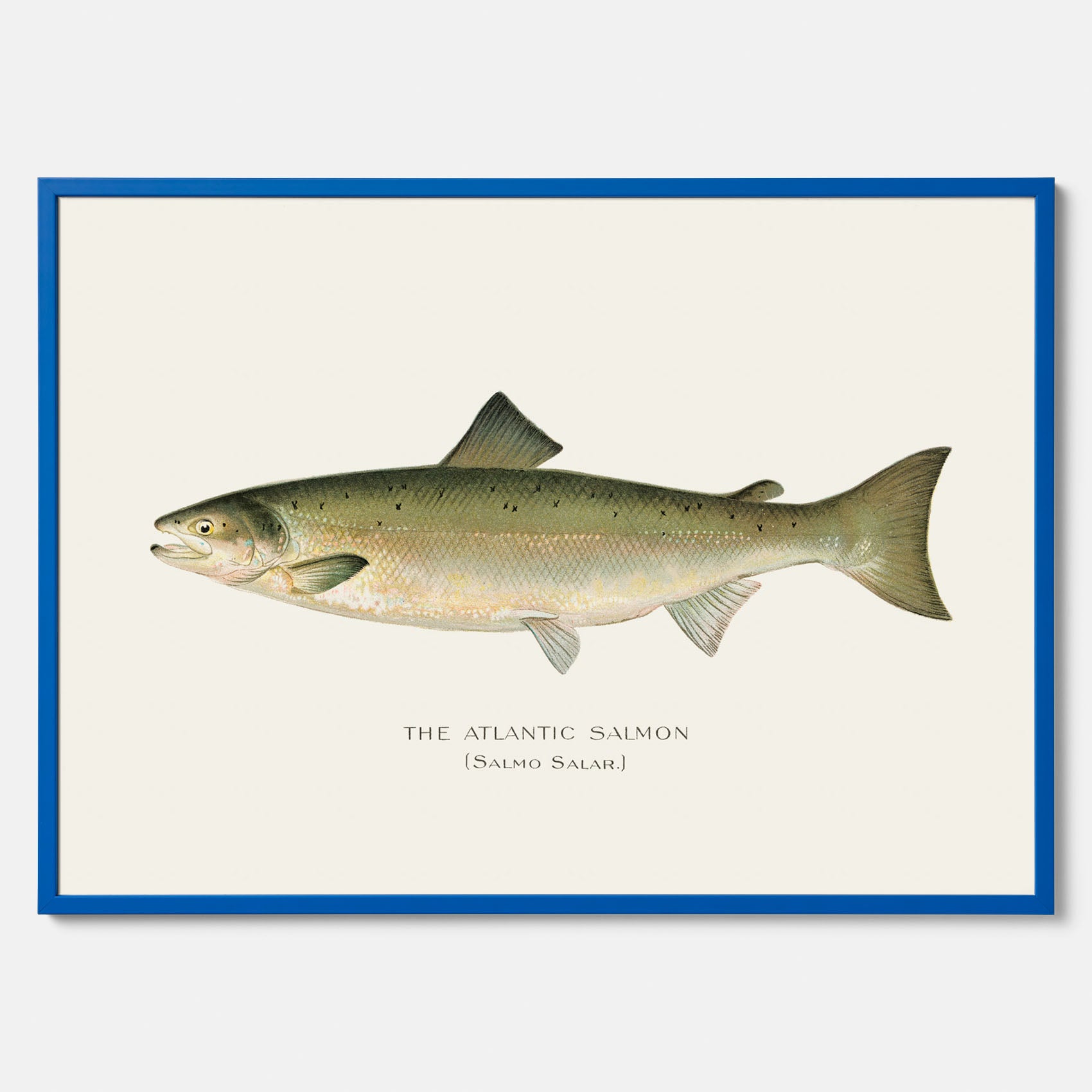 Kökstavla med Atlantlax poster – Plansch med fisk, fiskposter, tavla med fisk, poster till kök, köksposter, tavla till kök