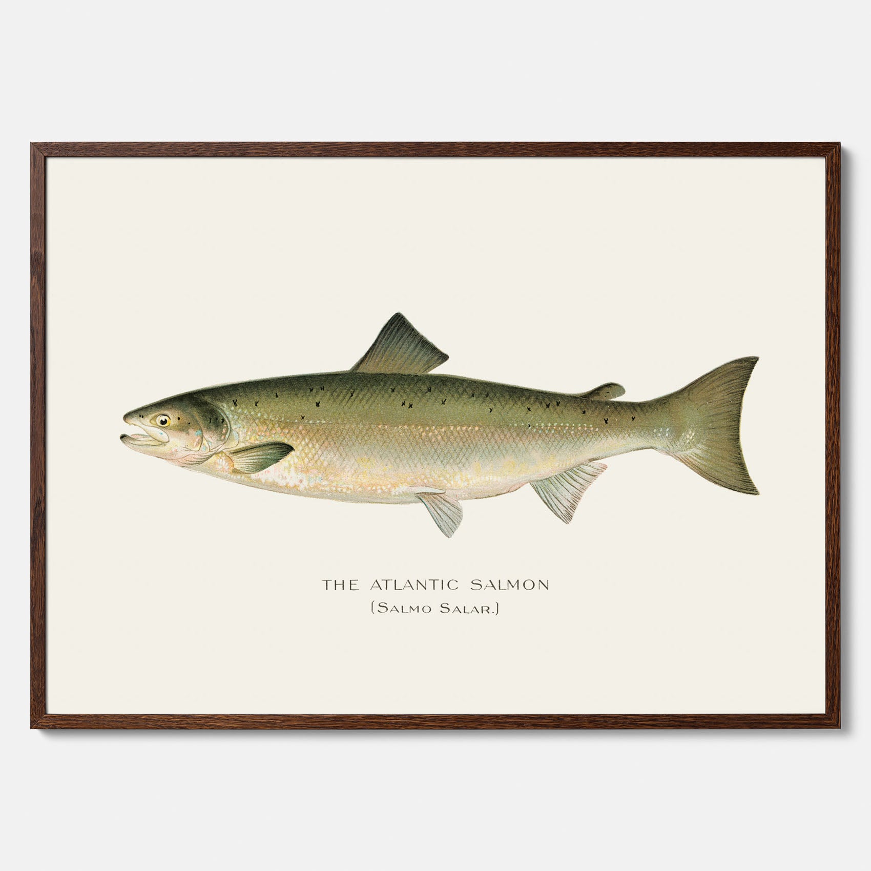 Kökstavla med Atlantlax poster – Plansch med fisk, fiskposter, tavla med fisk, poster till kök, köksposter, tavla till kök