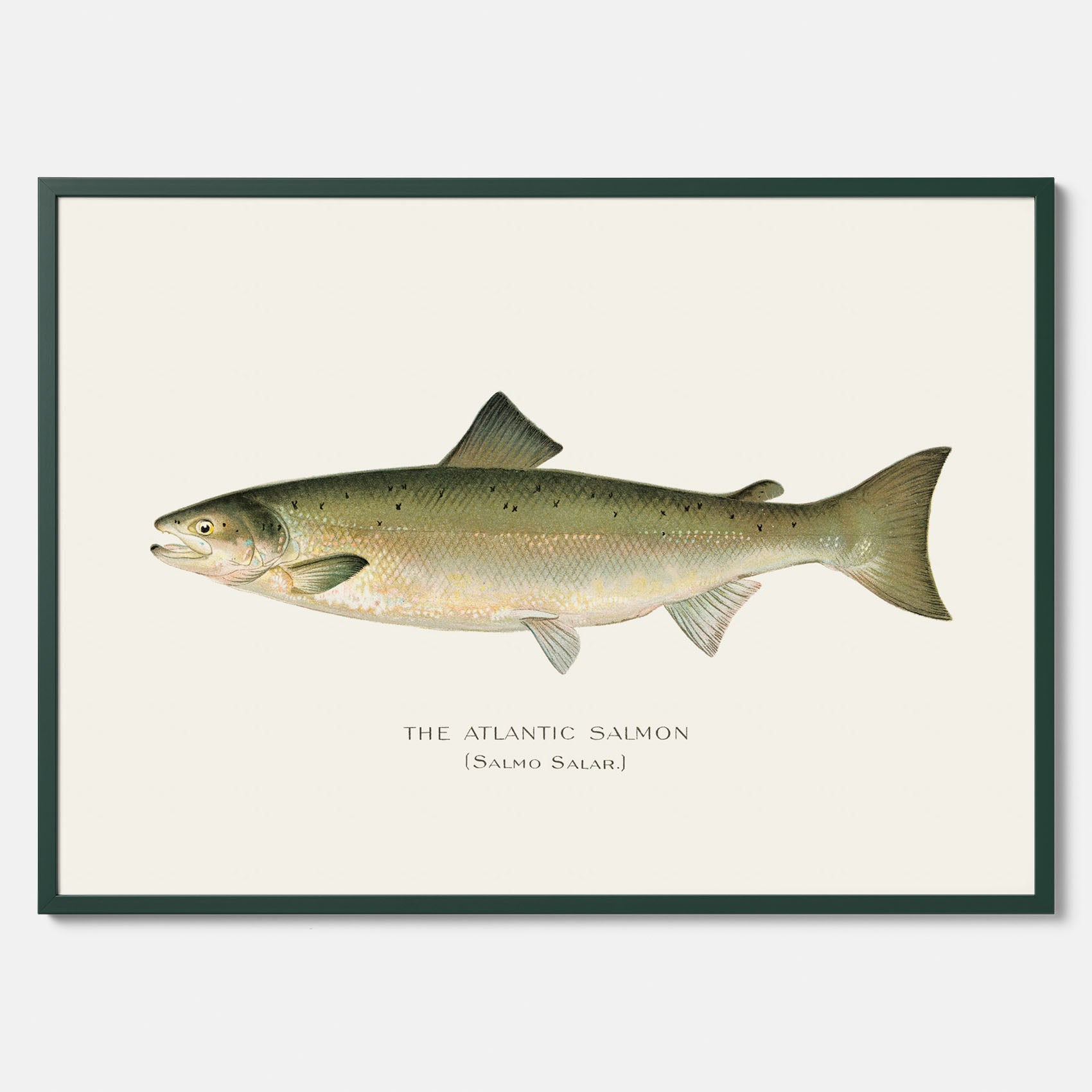 Kökstavla med Atlantlax poster – Plansch med fisk, fiskposter, tavla med fisk, poster till kök, köksposter, tavla till kök