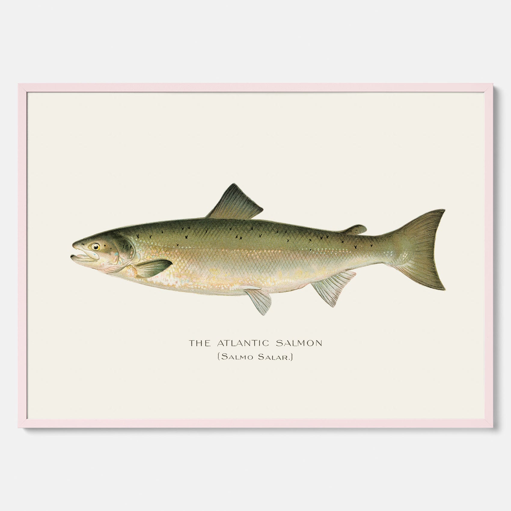 Kökstavla med Atlantlax poster – Plansch med fisk, fiskposter, tavla med fisk, poster till kök, köksposter, tavla till kök