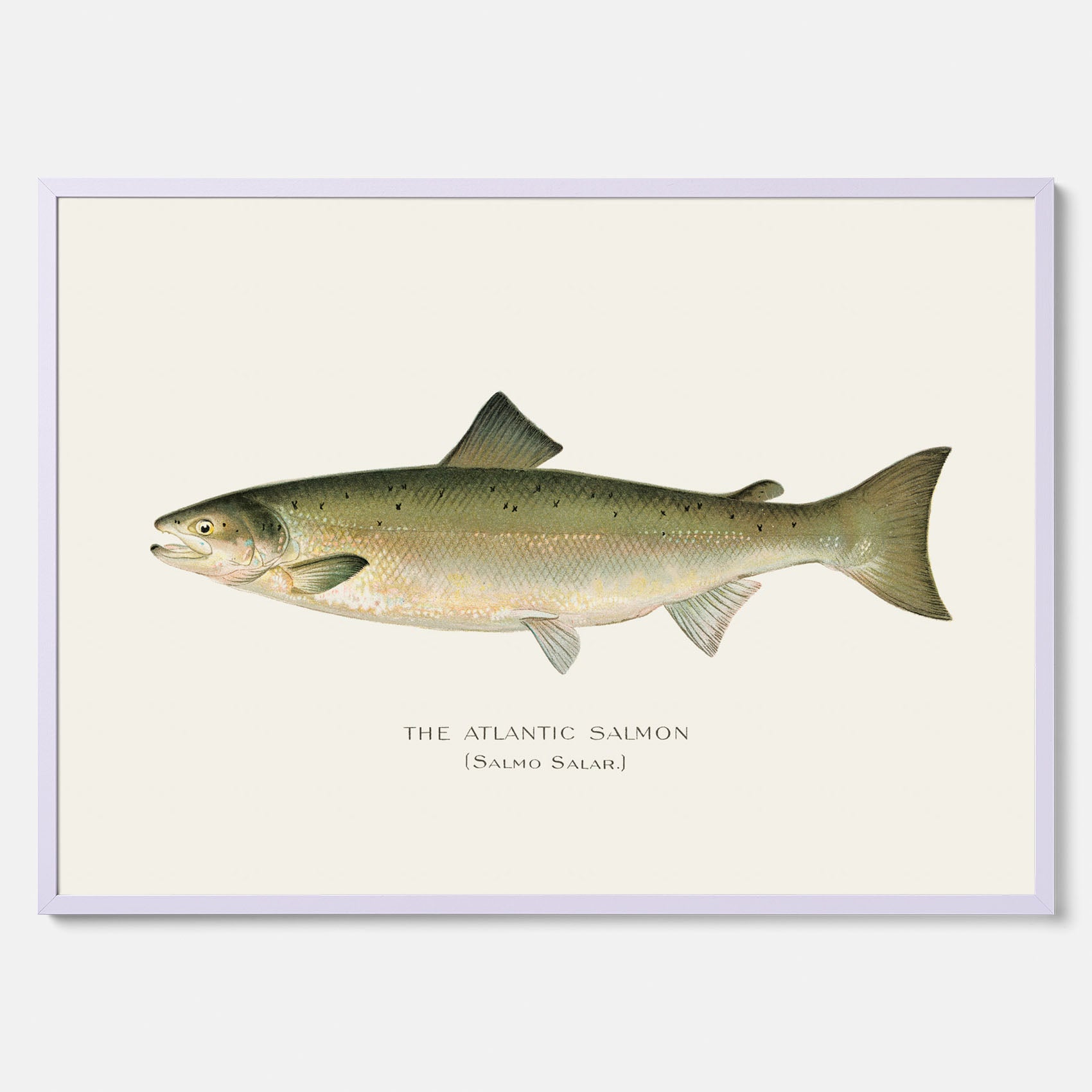Kökstavla med Atlantlax poster – Plansch med fisk, fiskposter, tavla med fisk, poster till kök, köksposter, tavla till kök