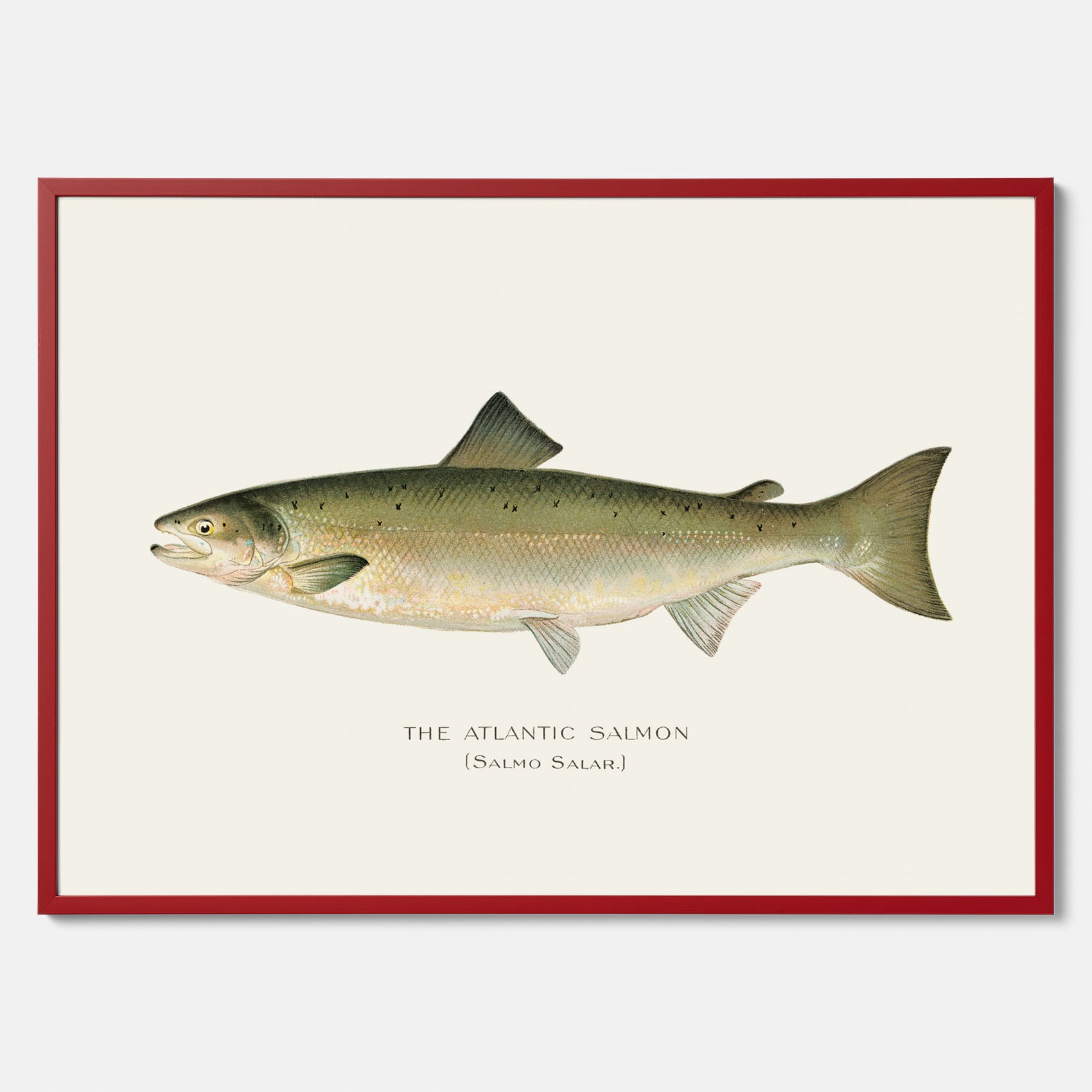 Kökstavla med Atlantlax poster – Plansch med fisk, fiskposter, tavla med fisk, poster till kök, köksposter, tavla till kök