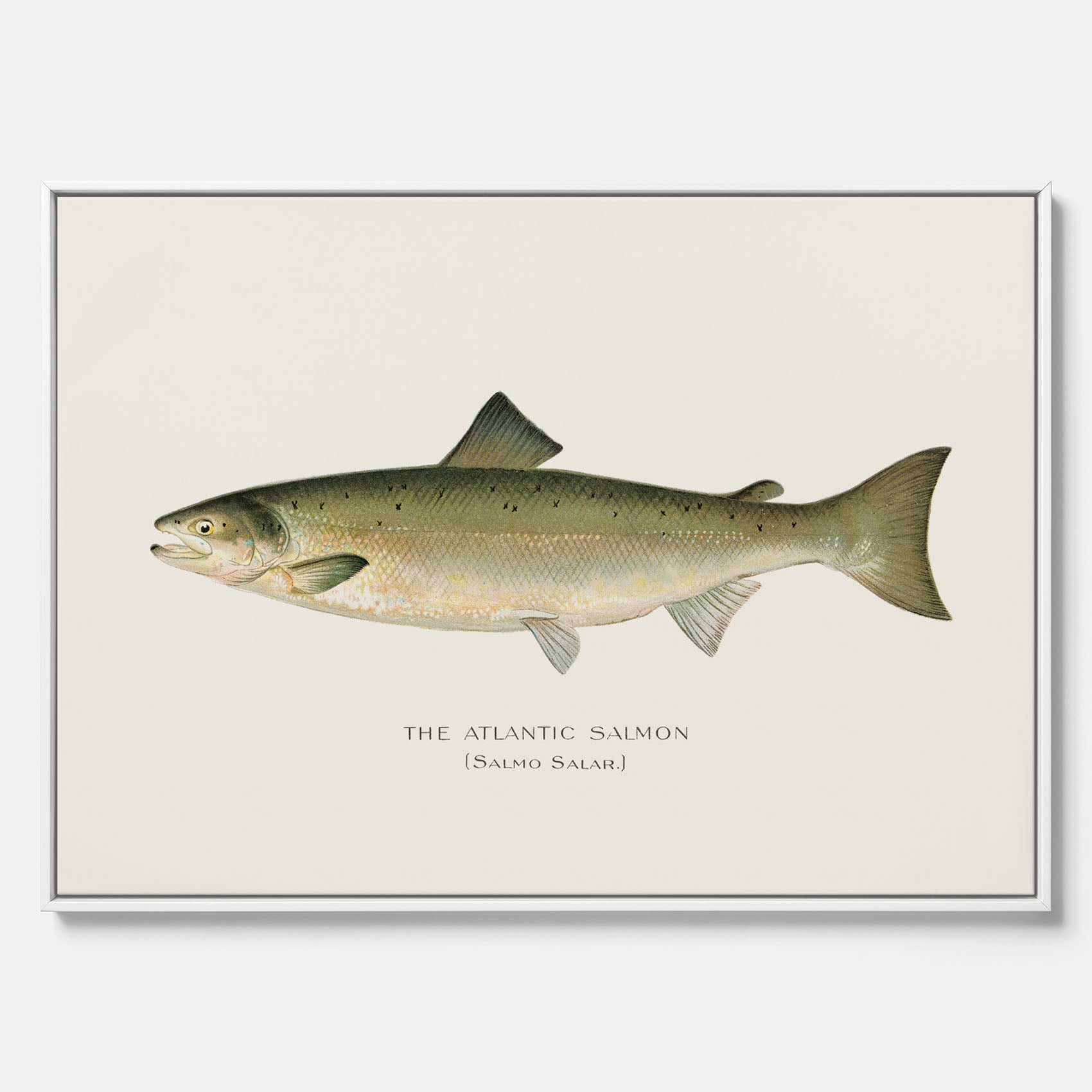Kökstavla med Atlantlax canvas – Plansch med fisk, fiskposter, tavla med fisk, poster till kök, köksposter, tavla till kök