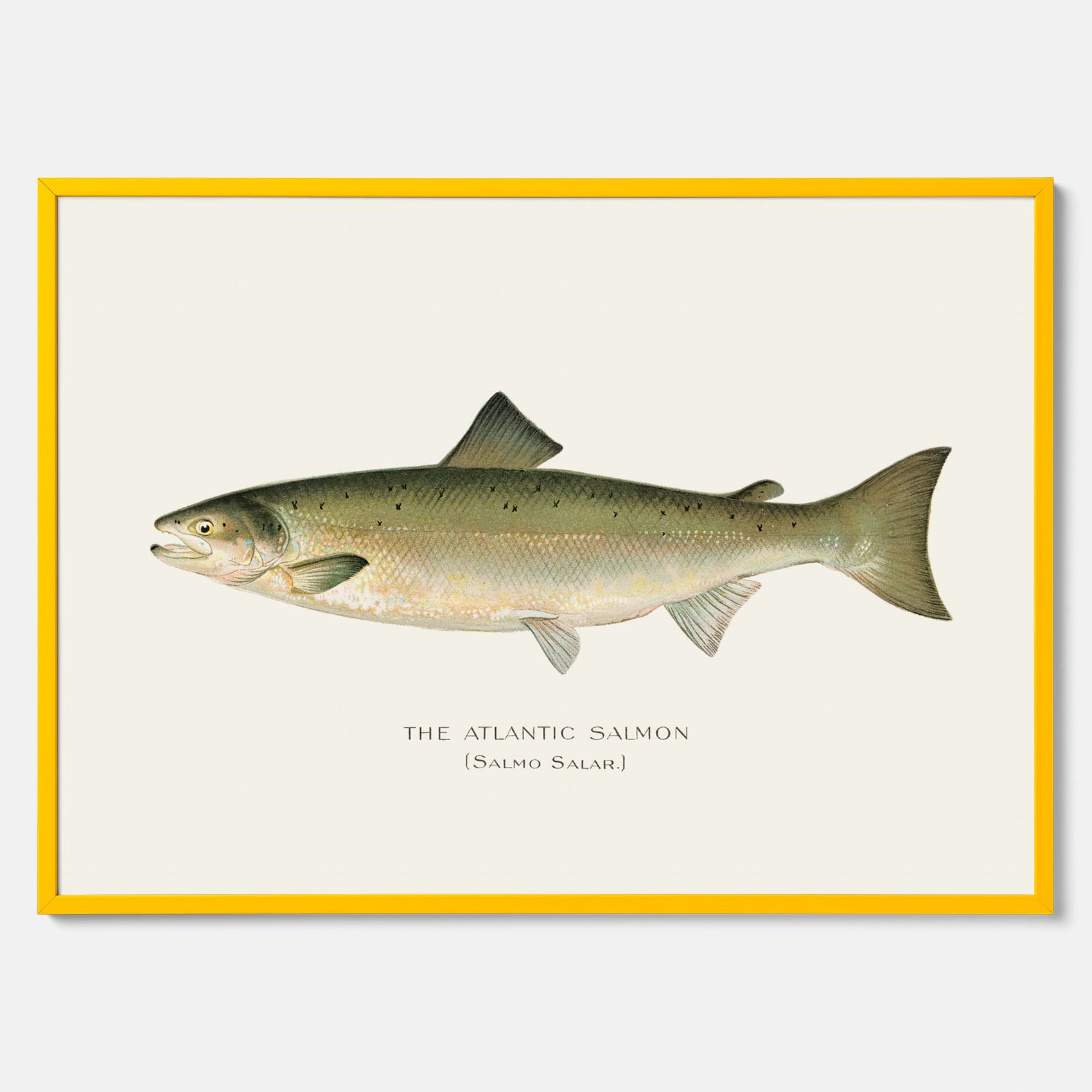 Kökstavla med Atlantlax poster – Plansch med fisk, fiskposter, tavla med fisk, poster till kök, köksposter, tavla till kök