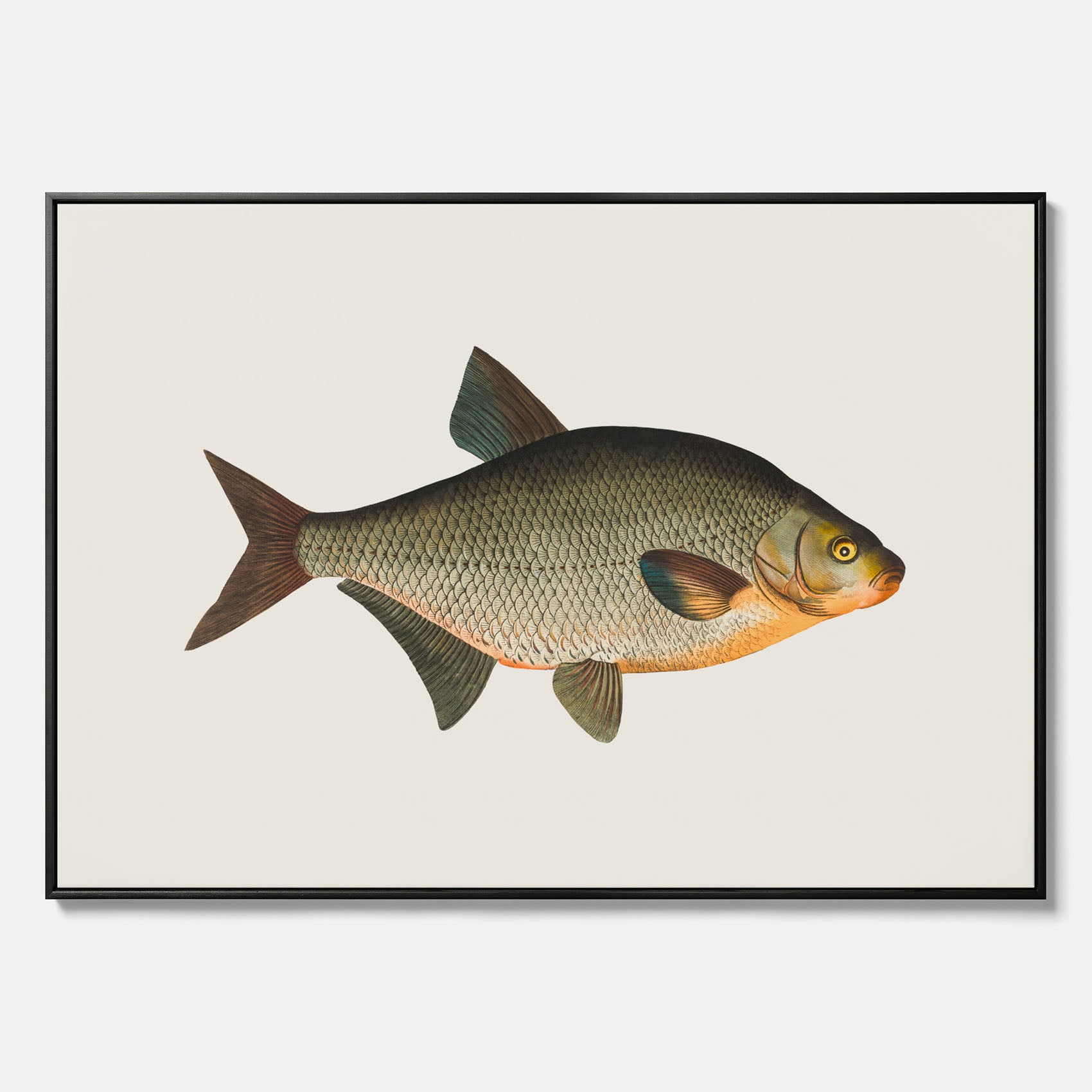 Kökstavla med Brax i canvas – Plansch med fisk, fiskposter, tavla till kök, köksposter, poster till kök