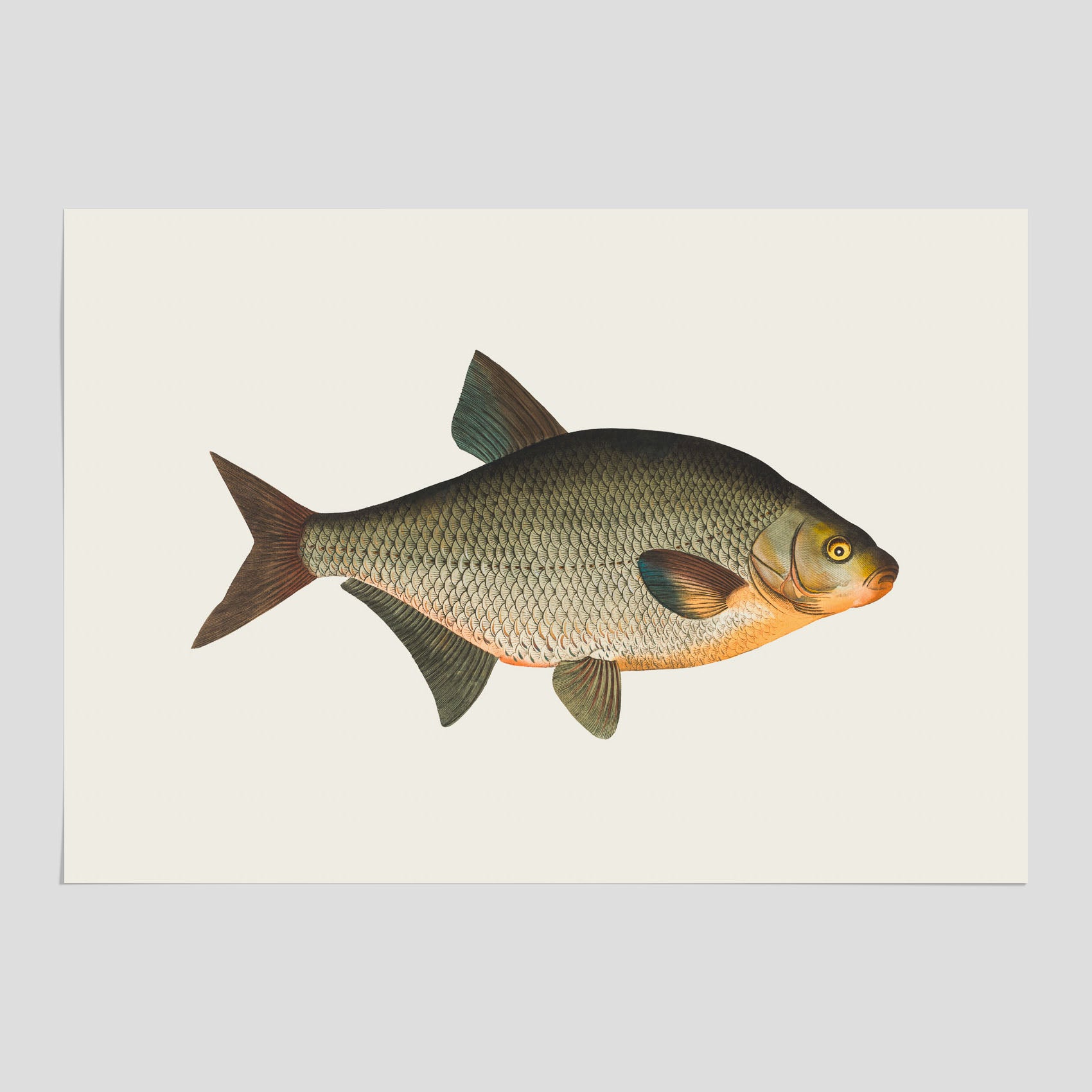 Kökstavla med Brax poster – Plansch med fisk, fiskposter, tavla till kök, köksposter, poster till kök