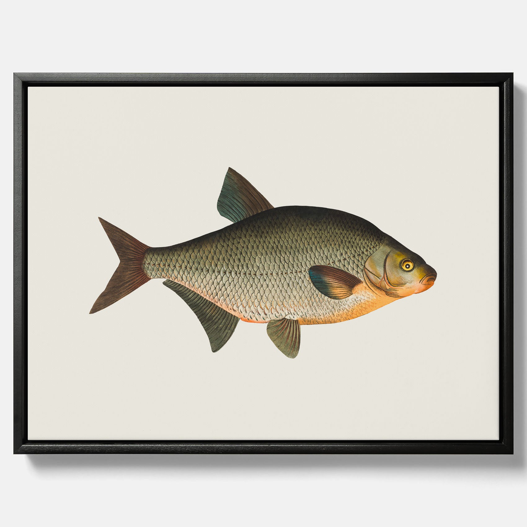 Kökstavla med Brax i canvas – Plansch med fisk, fiskposter, tavla till kök, köksposter, poster till kök