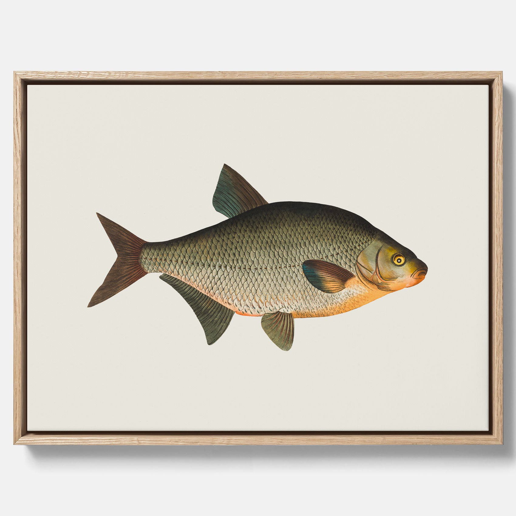 Kökstavla med Brax i canvas – Plansch med fisk, fiskposter, tavla till kök, köksposter, poster till kök