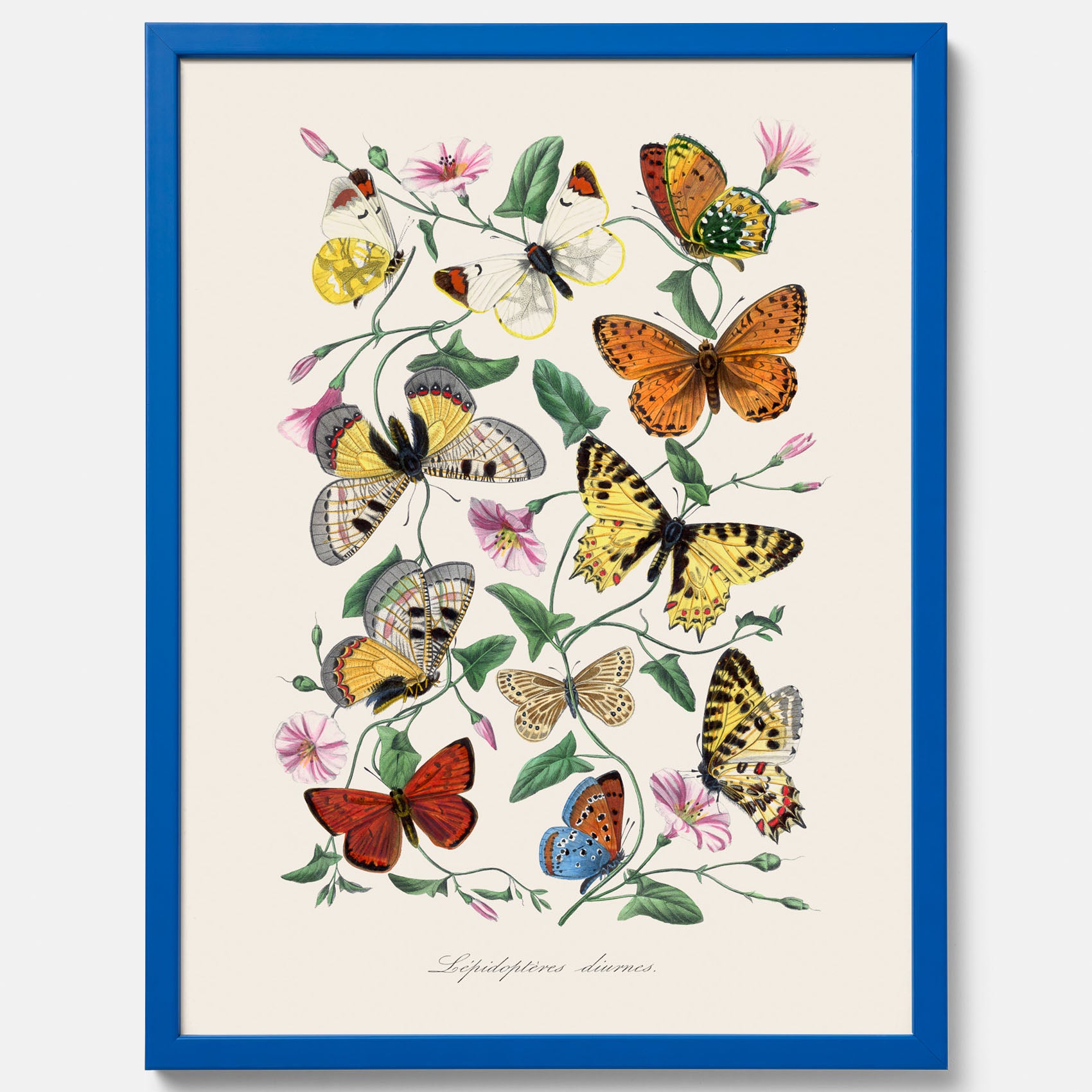 Tavla med Fjärilar No.2 poster – Vintageplansch med fjäril