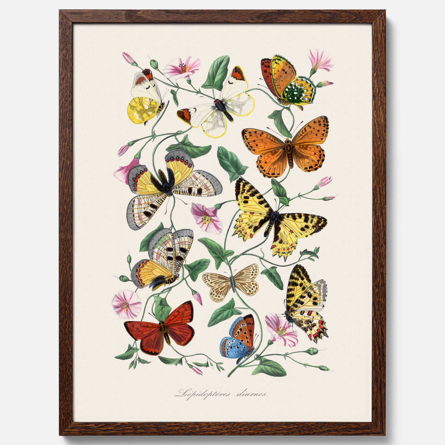 Tavla med Fjärilar No.2 poster – Vintageplansch med fjäril