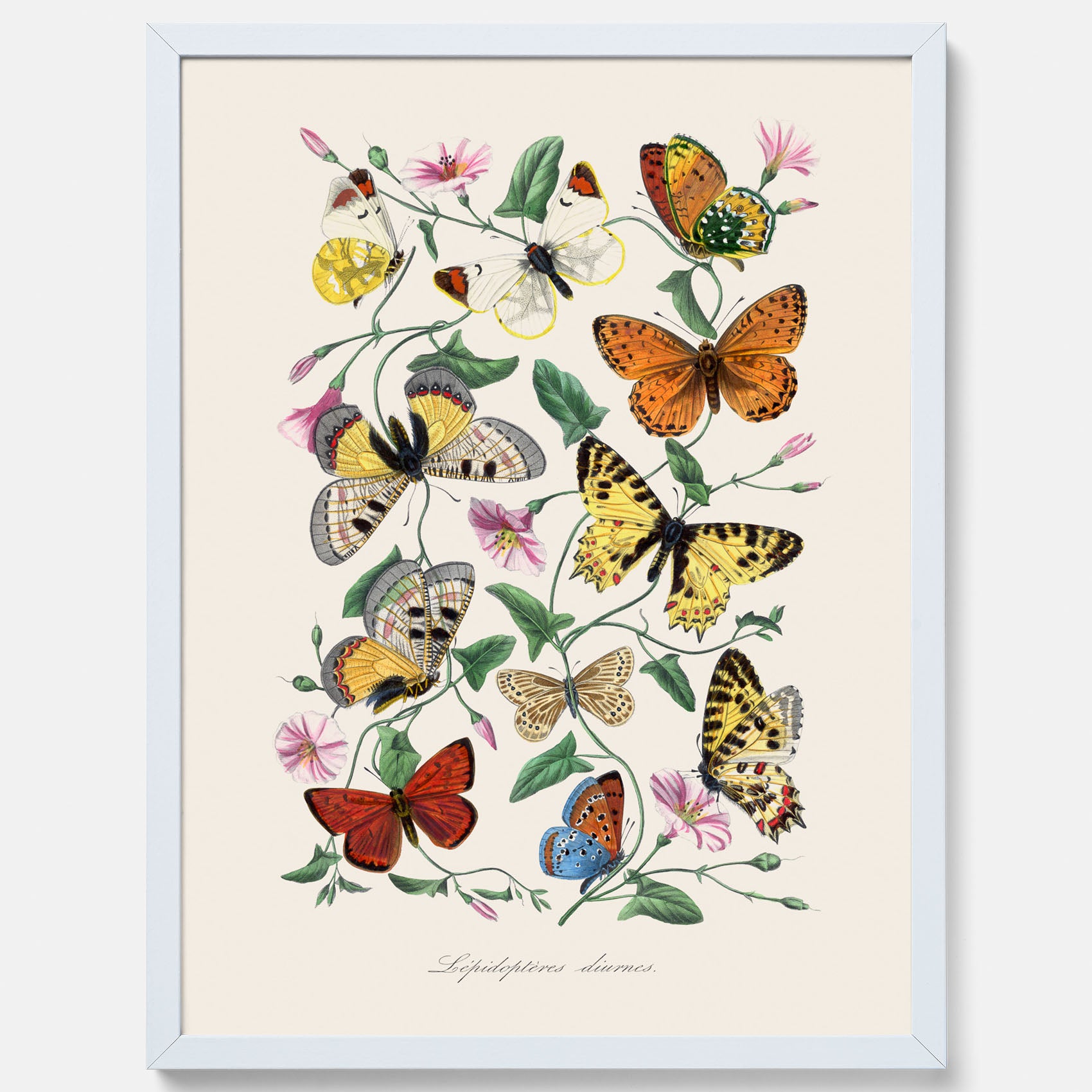 Tavla med Fjärilar No.2 poster – Vintageplansch med fjäril