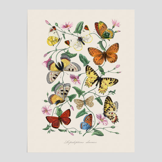 Fjärilar No.2 poster  – Vintageplansch med fjäril