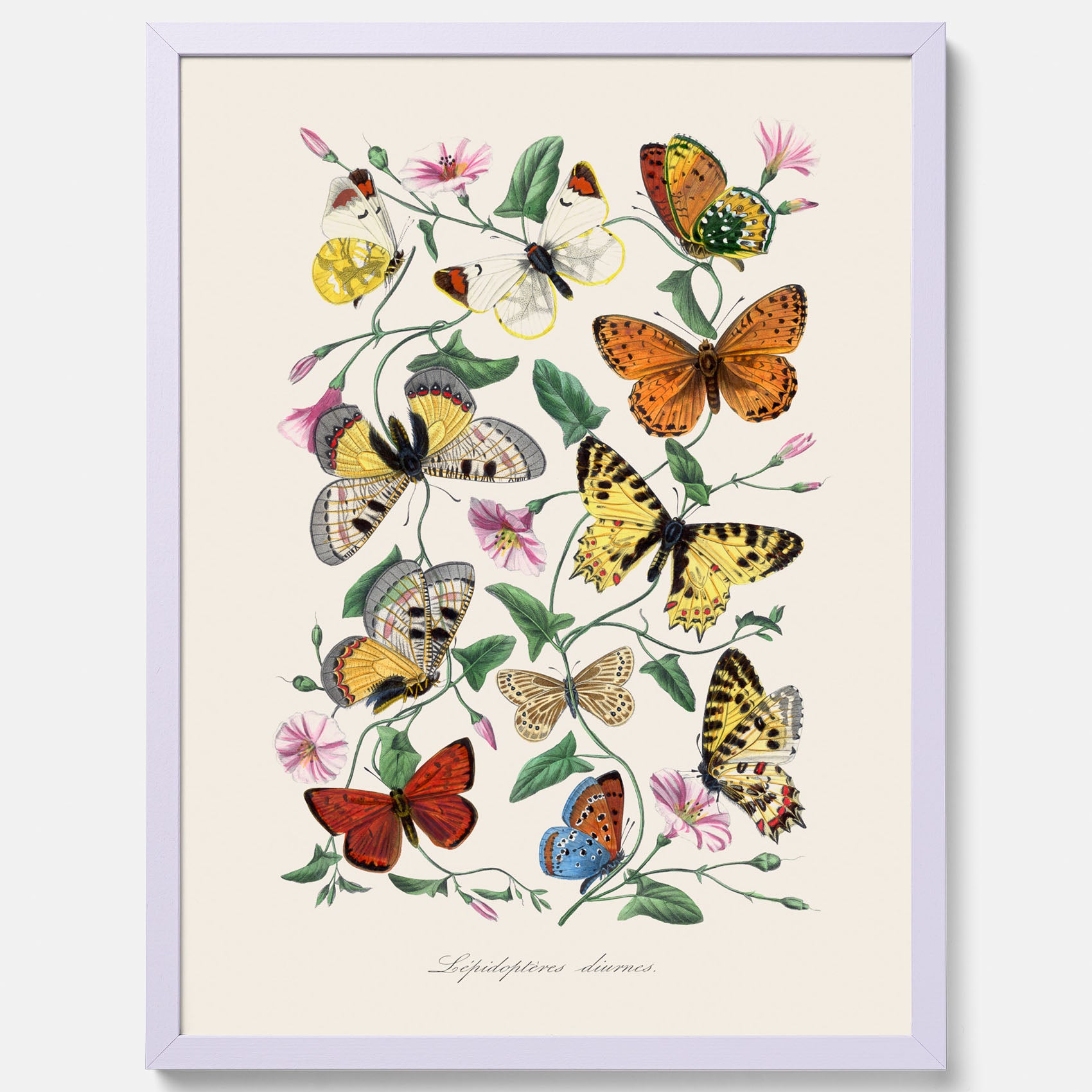 Tavla med Fjärilar No.2 poster – Vintageplansch med fjäril