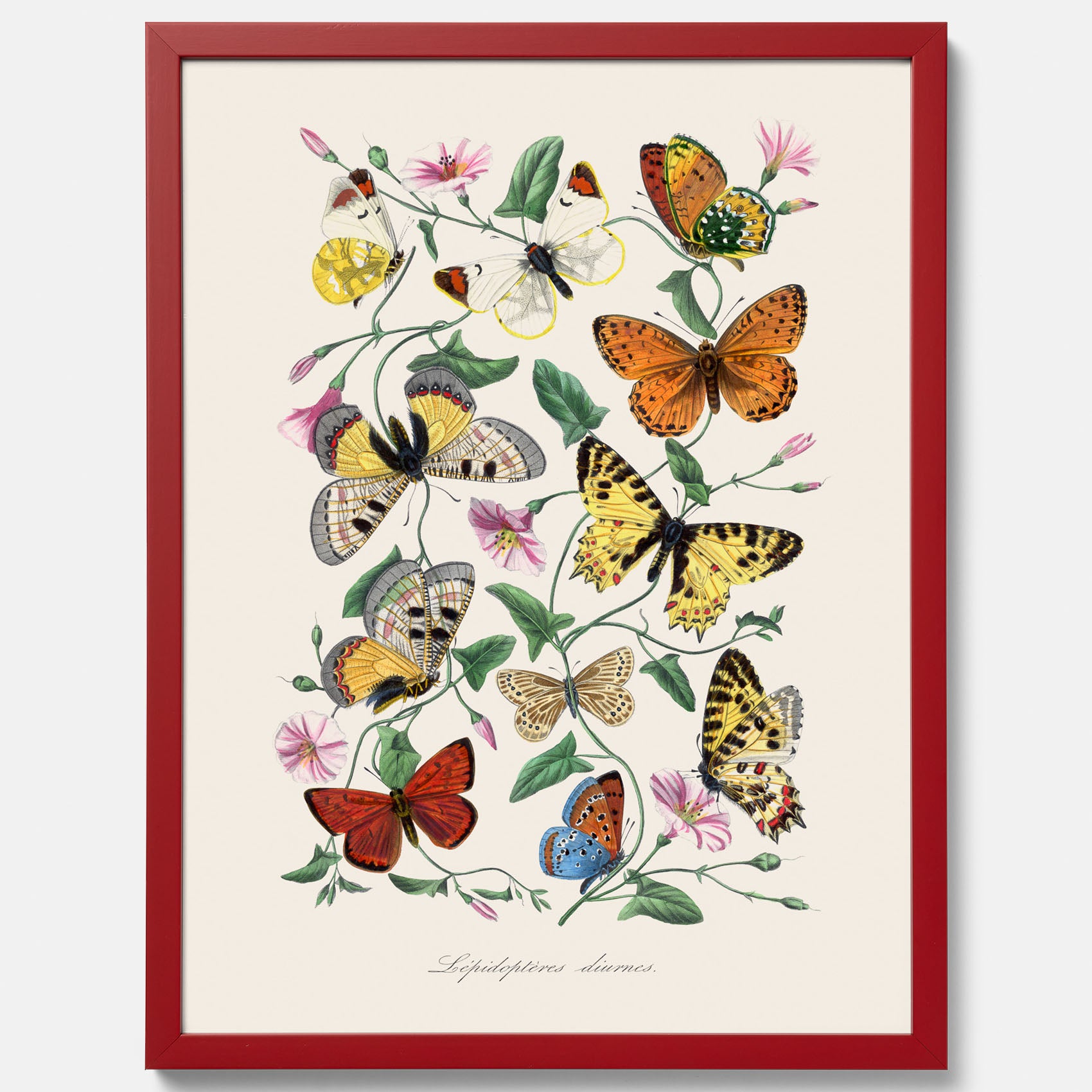 Tavla med Fjärilar No.2 poster – Vintageplansch med fjäril
