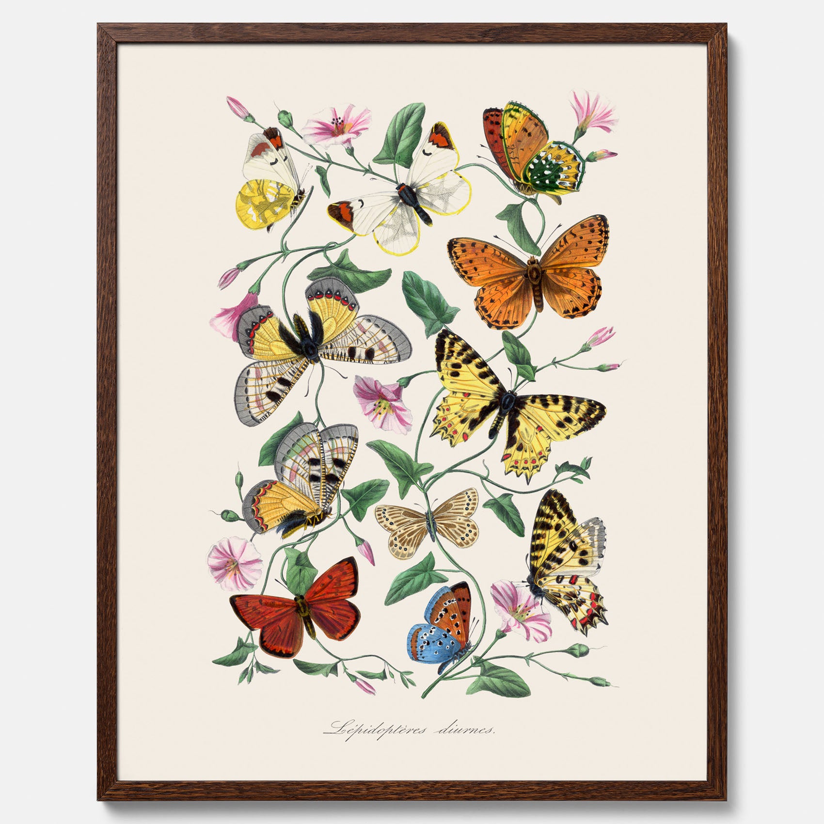 Tavla med Fjärilar No.2 poster – Vintageplansch med fjäril