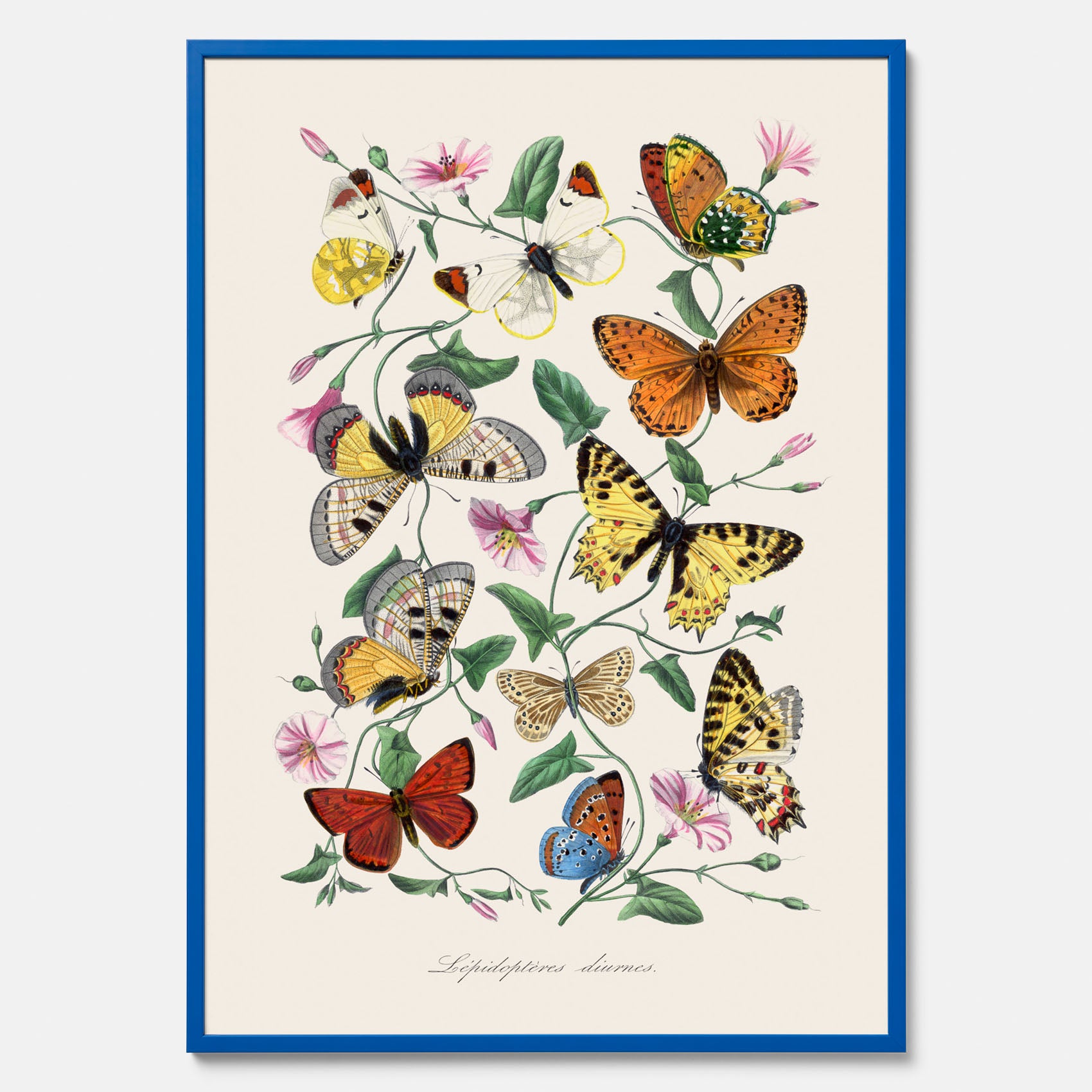 Tavla med Fjärilar No.2 poster – Vintageplansch med fjäril