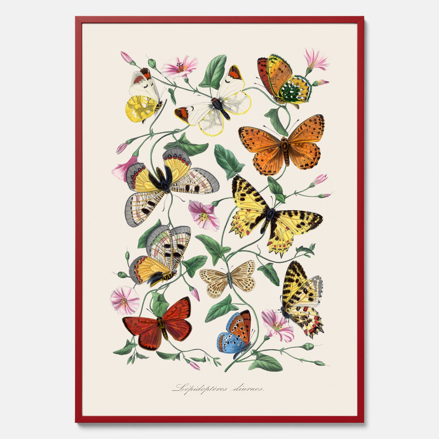 Tavla med Fjärilar No.2 poster – Vintageplansch med fjäril