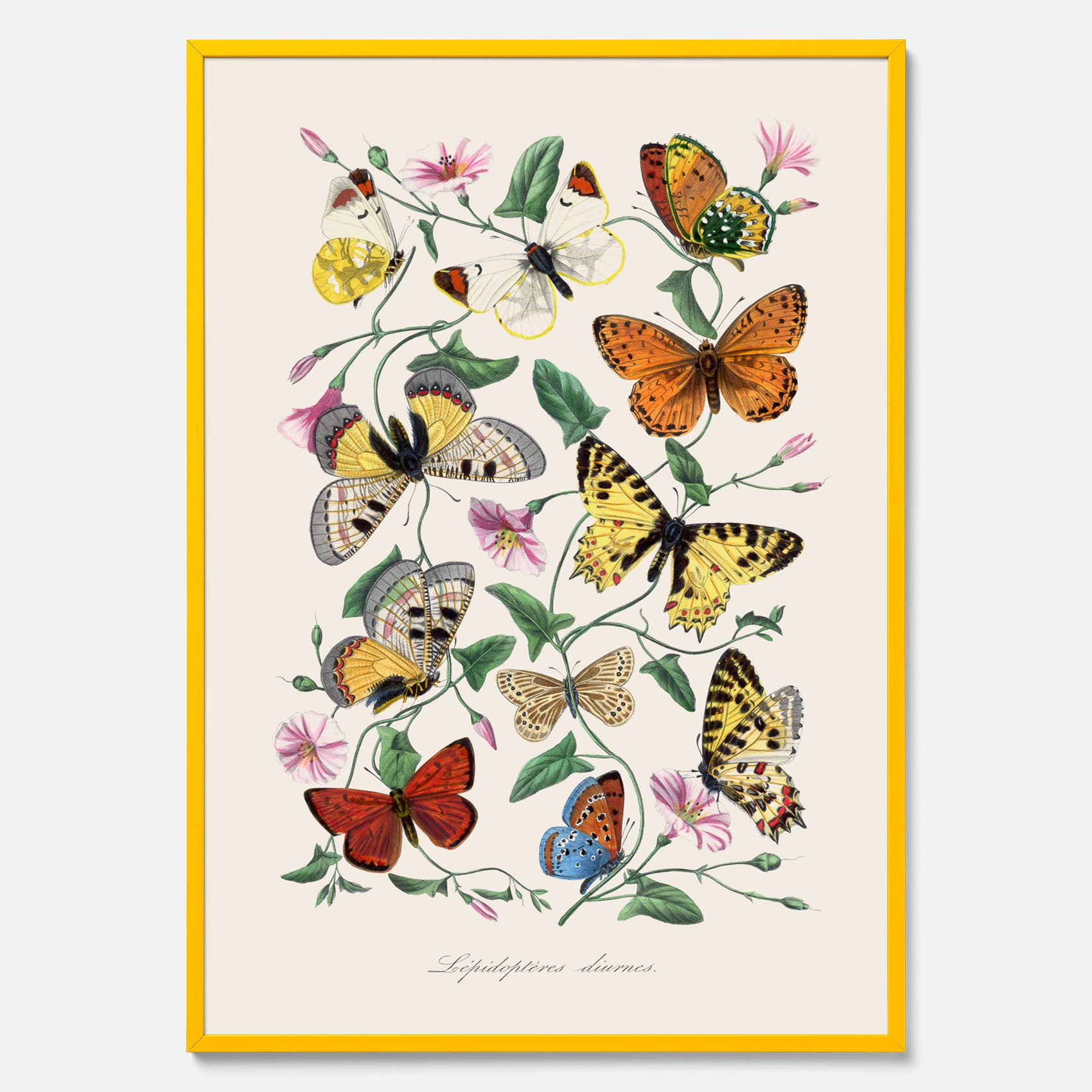 Tavla med Fjärilar No.2 poster – Vintageplansch med fjäril