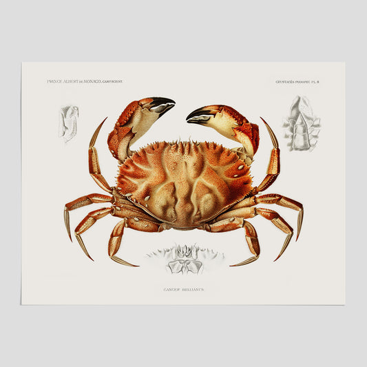 Krabba Poster – Poster till kök, skaldjur