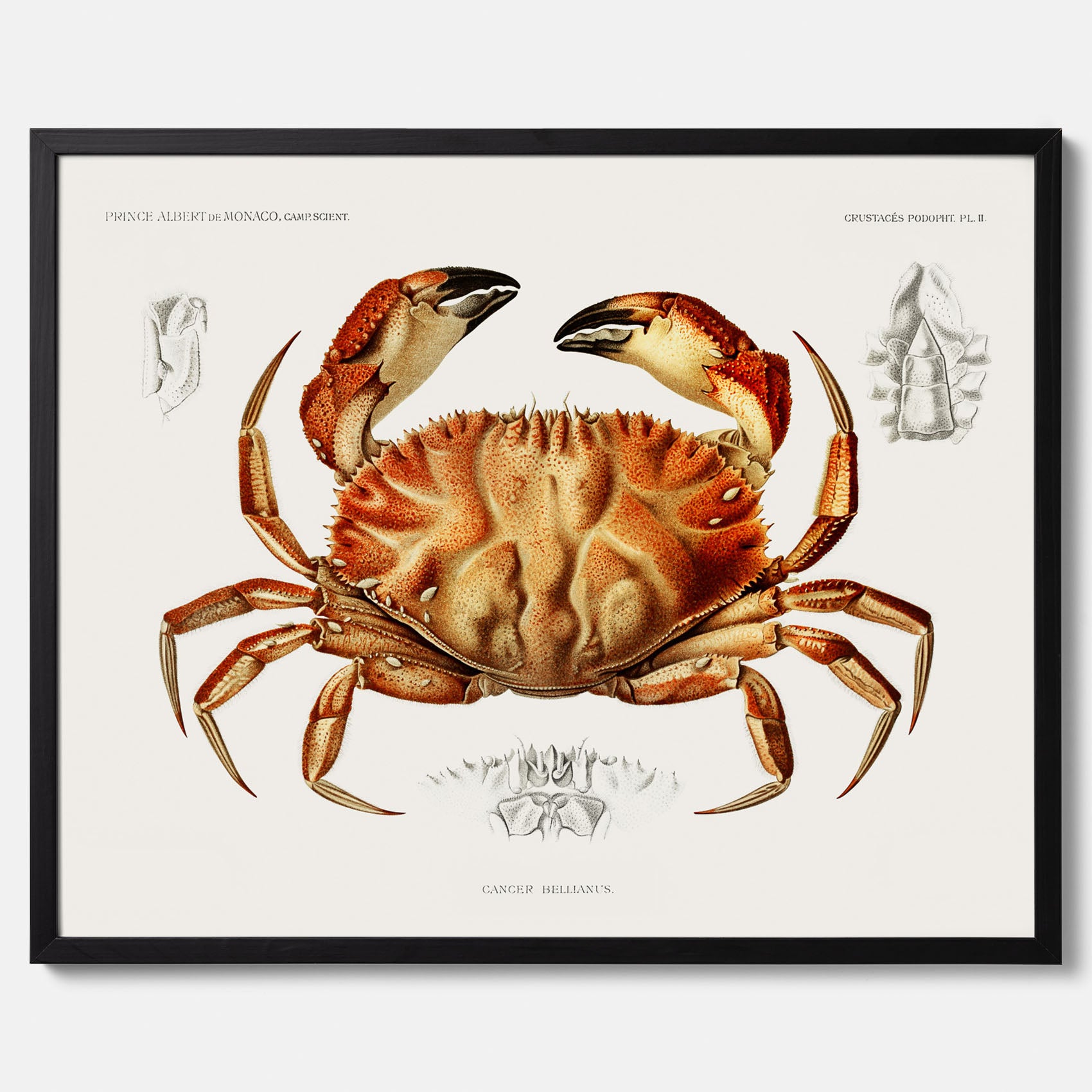 Kökstavla med Krabba Poster – Poster till kök, skaldjur, köksposter, tavla till kök