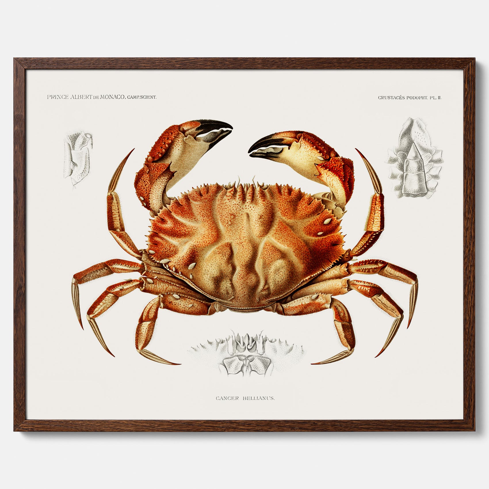 Kökstavla med Krabba Poster – Poster till kök, skaldjur, köksposter, tavla till kök