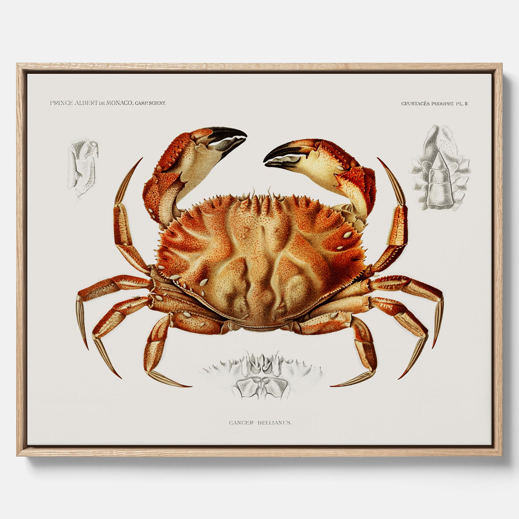 Kökstavla som canvas med Krabba Poster – Poster till kök, skaldjur, köksposter, tavla till kök