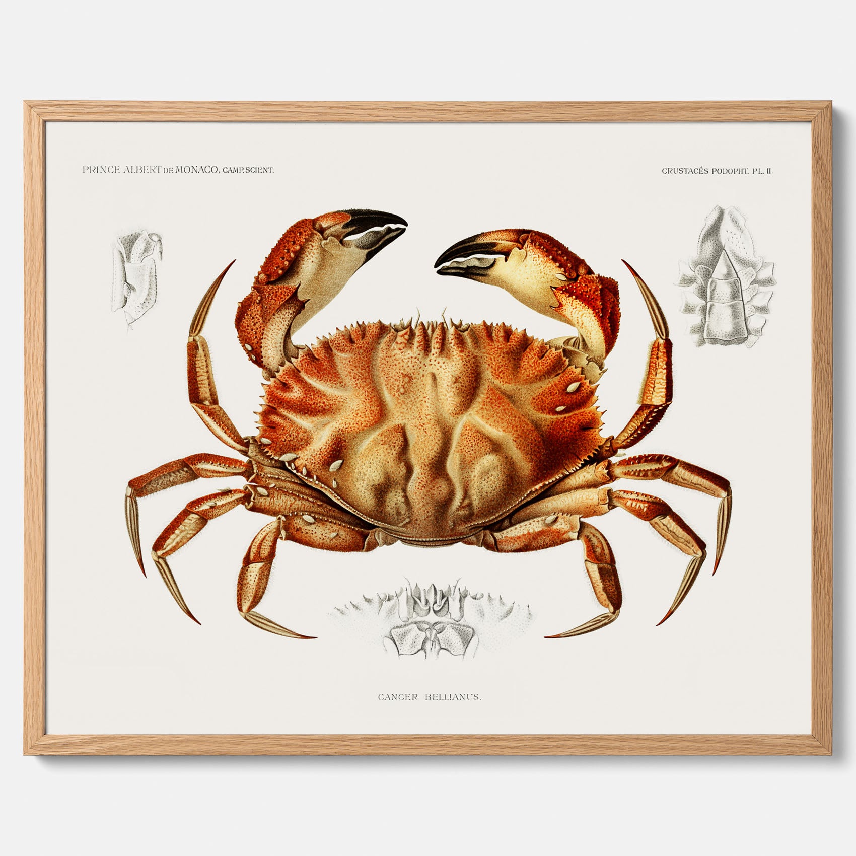 Kökstavla med Krabba Poster – Poster till kök, skaldjur, köksposter, tavla till kök