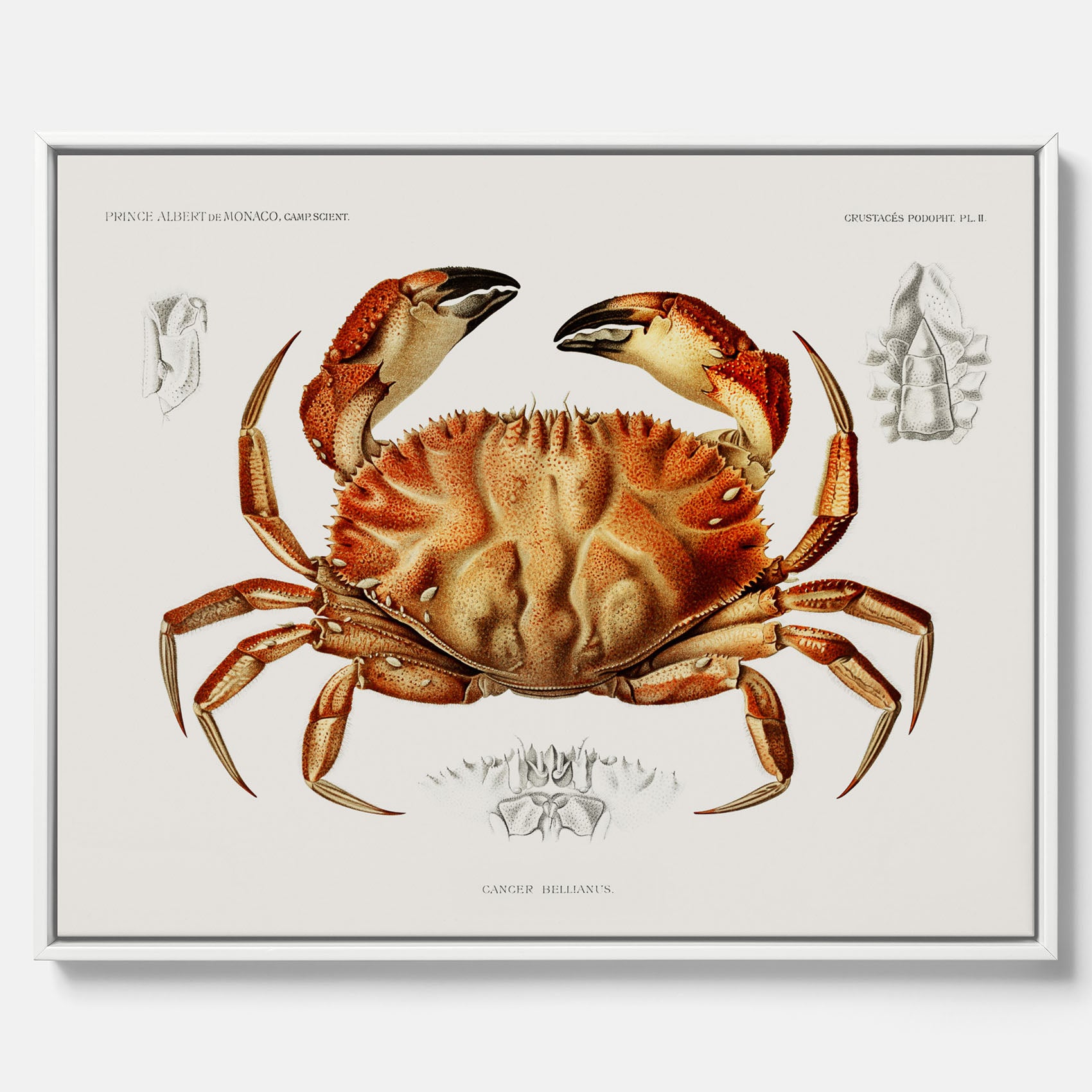 Kökstavla som canvas med Krabba Poster – Poster till kök, skaldjur, köksposter, tavla till kök